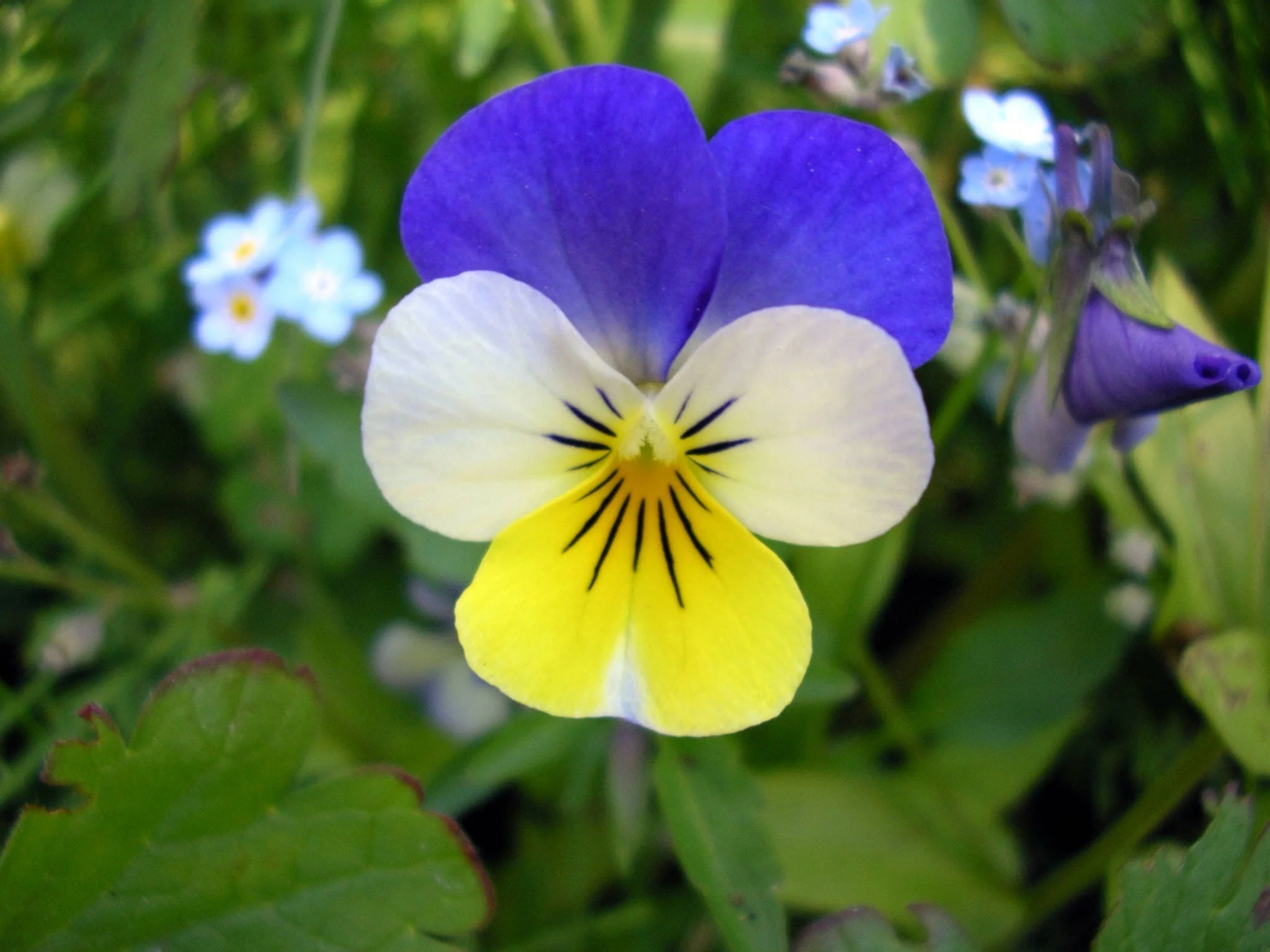 50 Dark JOHNNY JUMP UP Violet Viola Tricolor Flower Seeds - Image 2