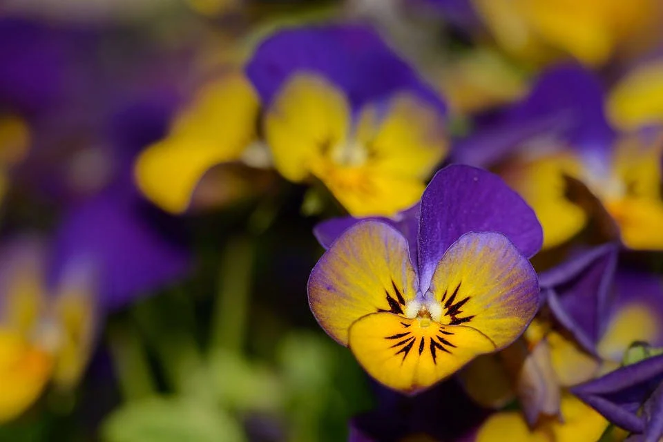 50 Dark JOHNNY JUMP UP Violet Viola Tricolor Flower Seeds - Image 5