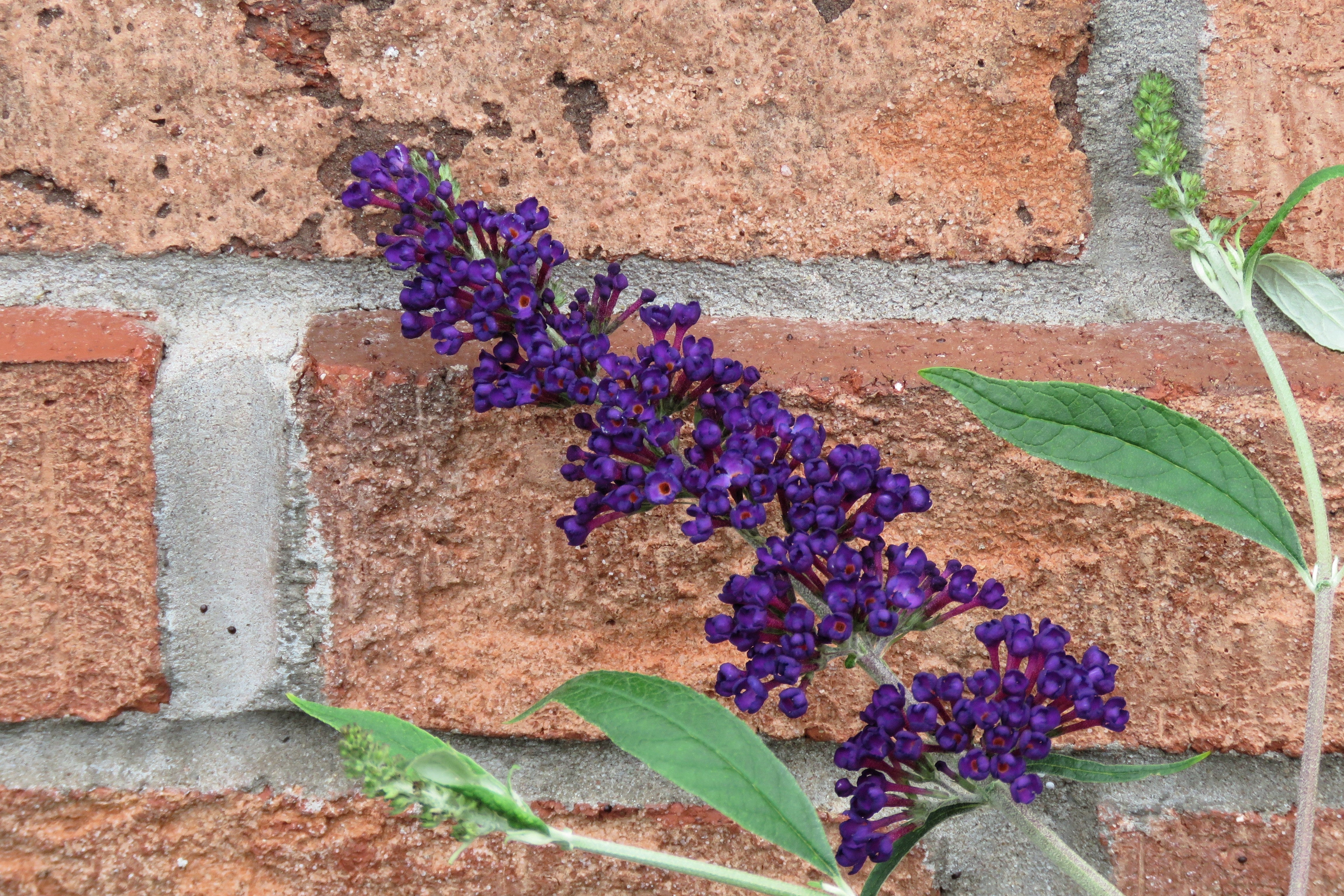 50 Dark PURPLE BUTTERFLY BUSH Buddleja Davidii Hummingbird Shrub Fragrant Flower Seeds - Image 11