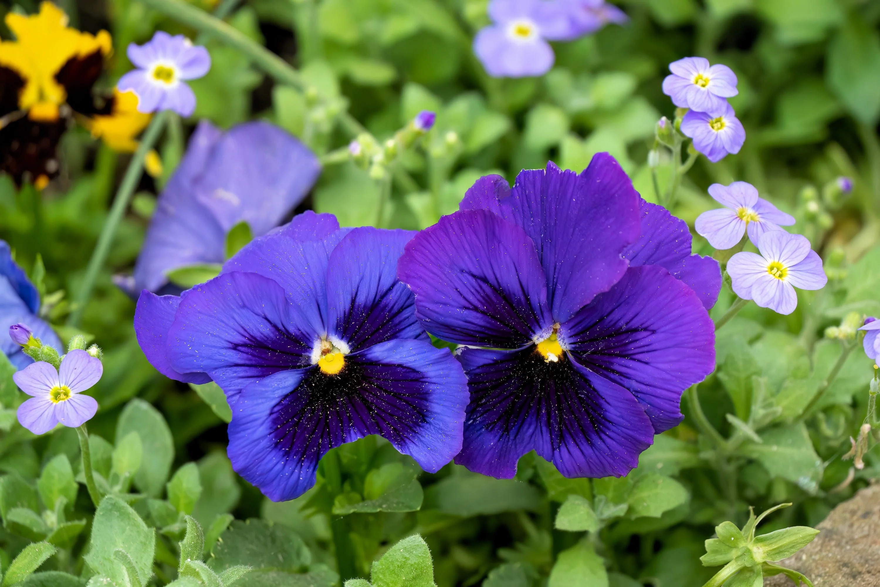 50 DEEP BLUE Blotch PANSY Swiss Giant Viola Wittrockiana Ullswater Flower Seeds - Image 4