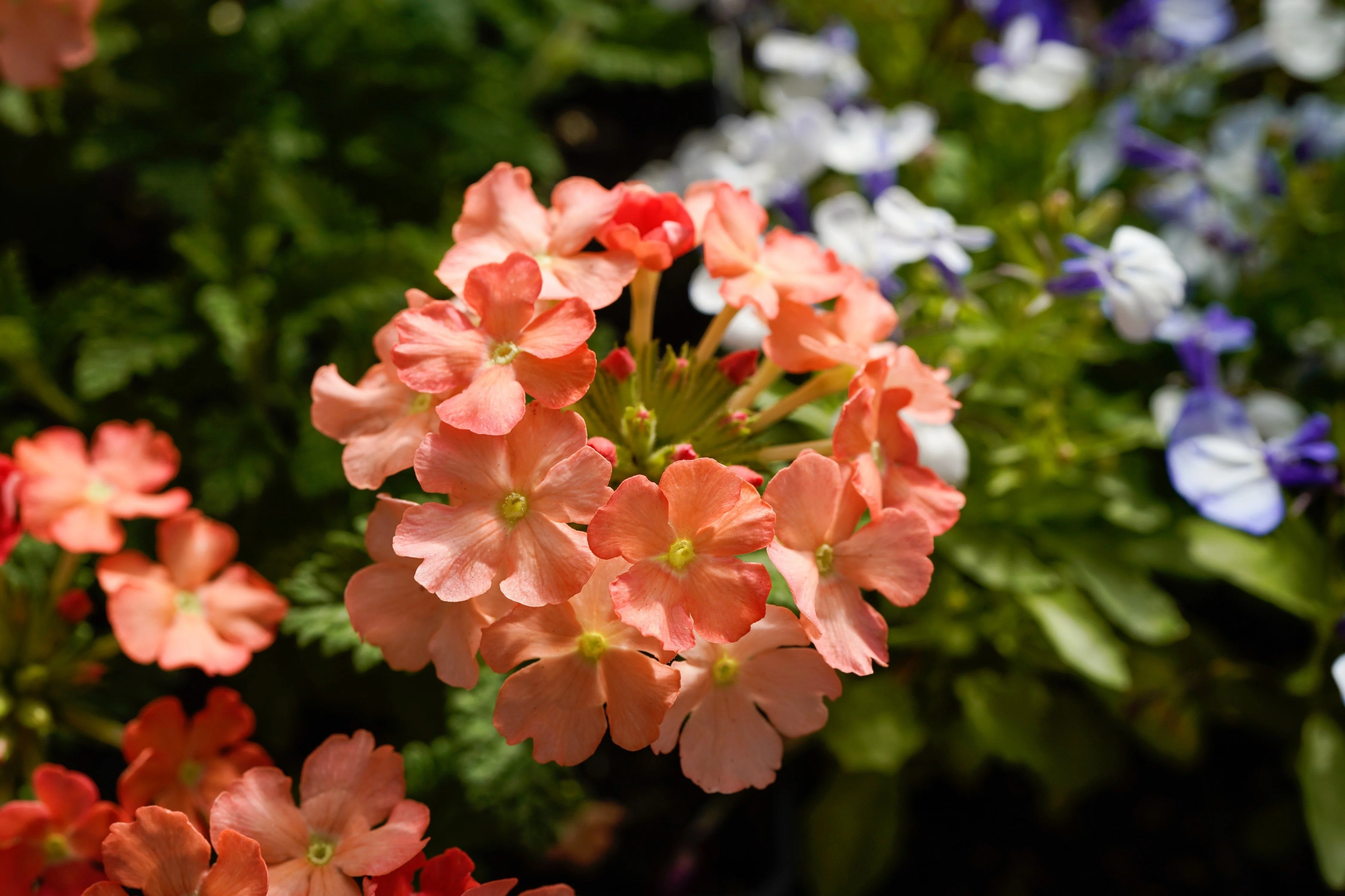 50 Dwarf APRICOT VERBENA Nana Compacta Fragrant Butterfly Flower Seeds - Image 3