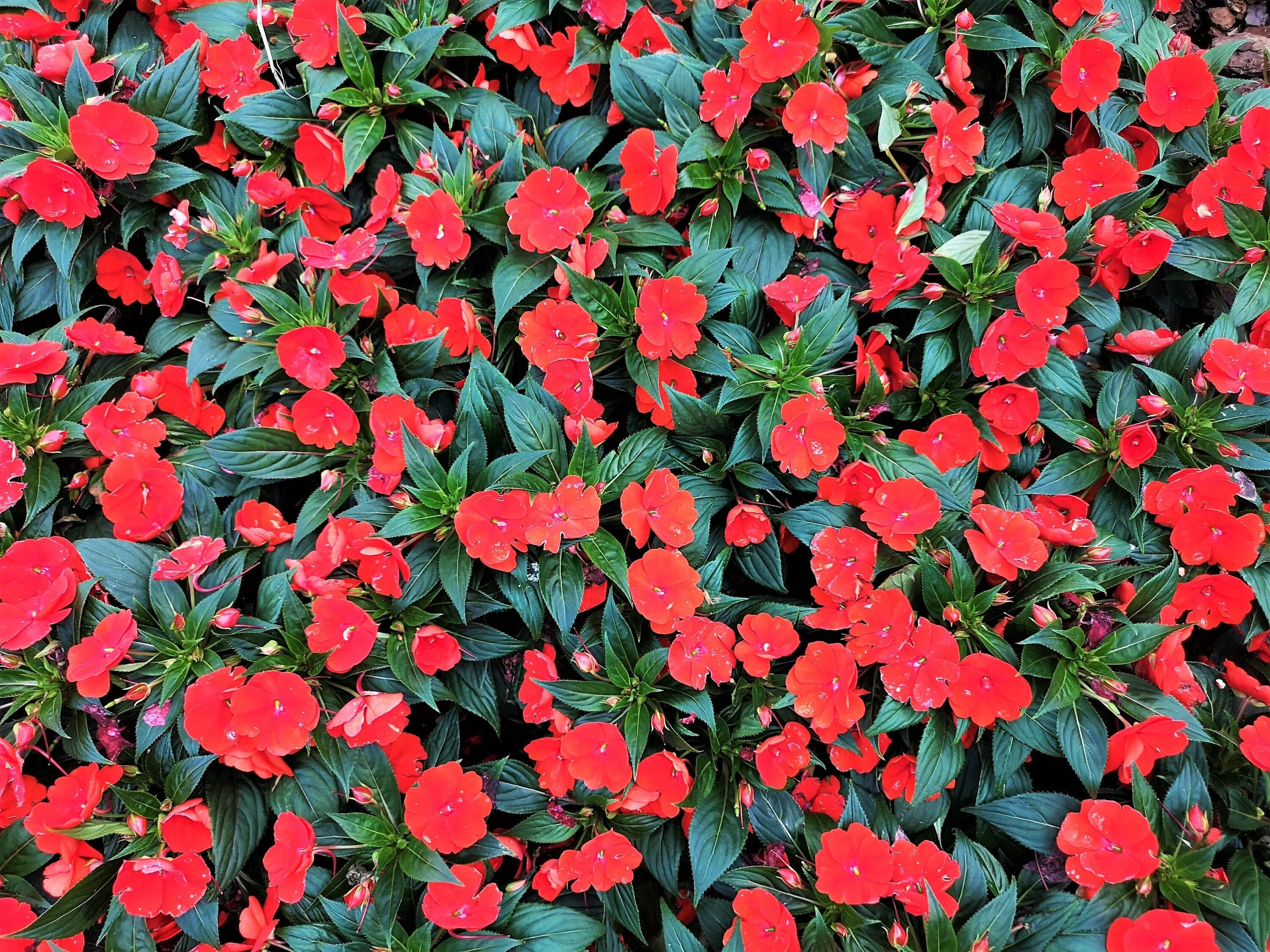 50 DWARF RED IMPATIENS Scarlet Walleriana Sun or Full Shade Flower Seeds - Image 2