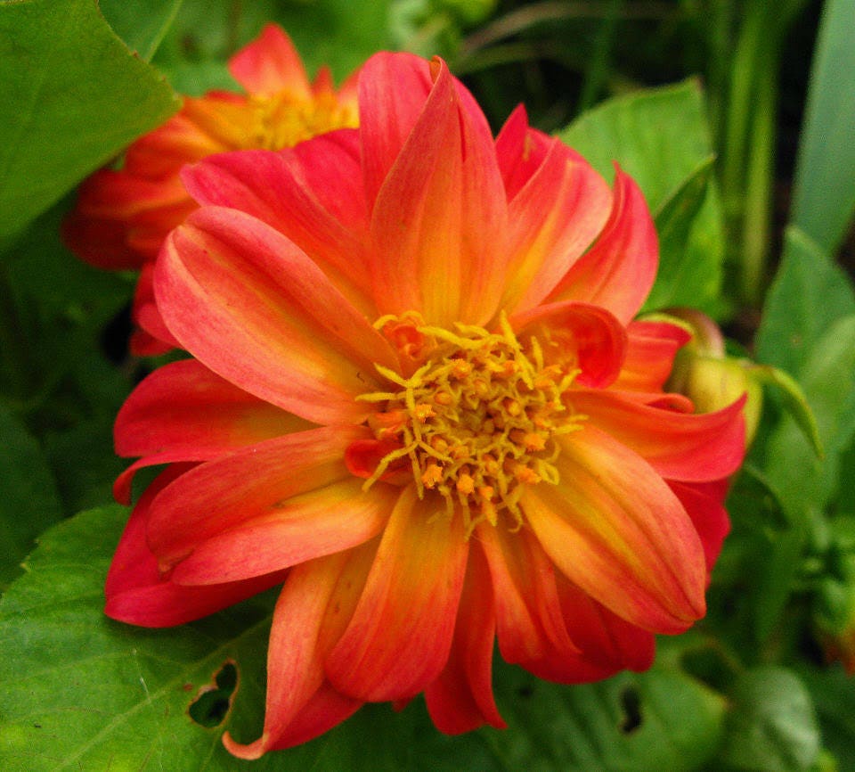 50 EARLY BIRD DAHLIA Mixed Colors Flower Seeds - Image 3