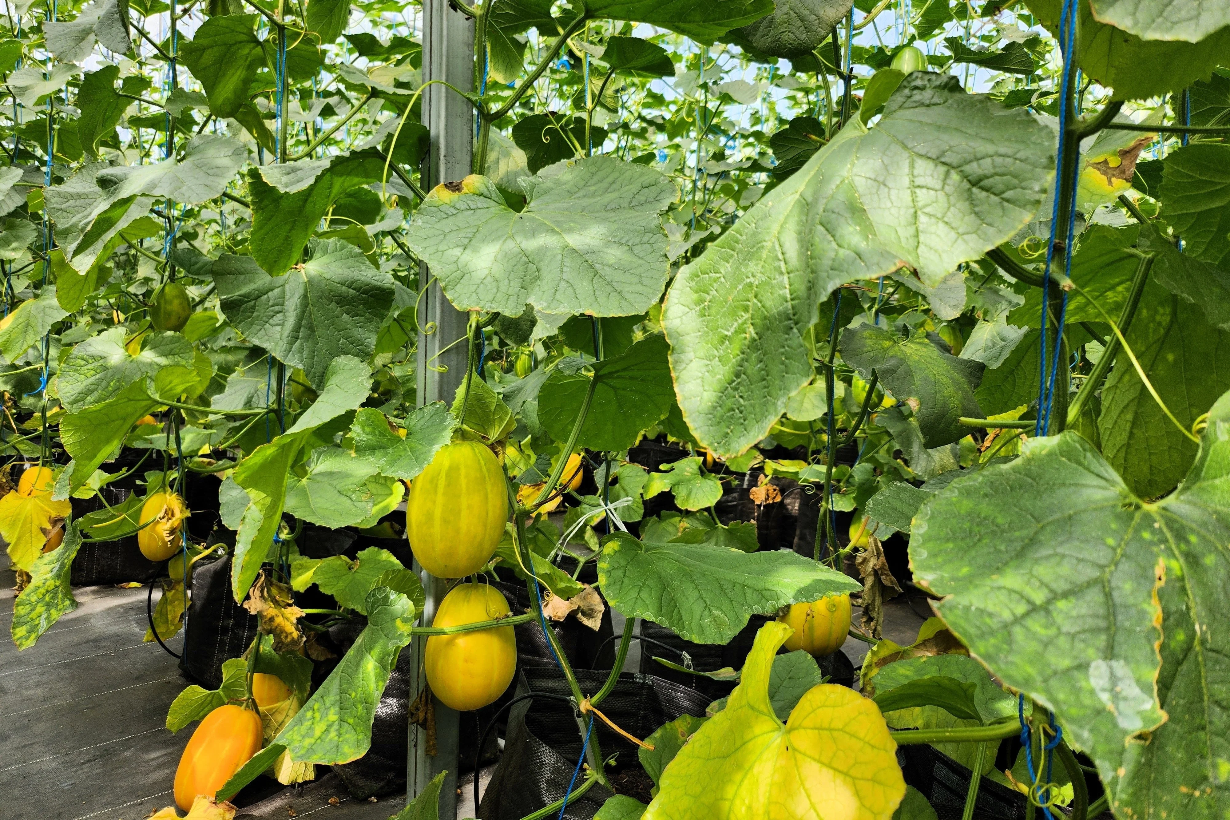 50 EARLY SILVER LINE MELON Cucumis Melo Yellow Striped Skin White Flesh Korean Fruit Seeds - Image 7