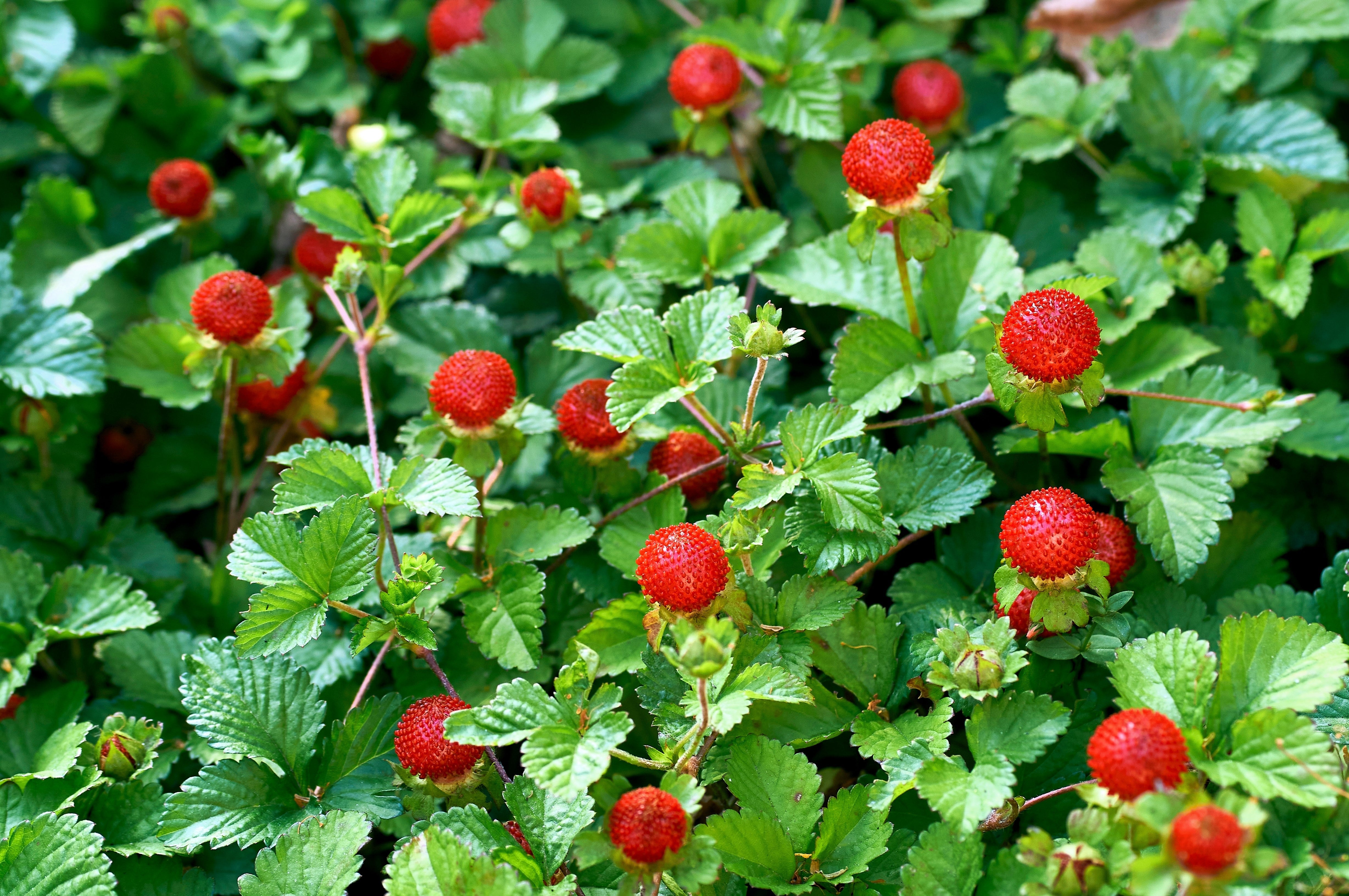 50 Edible Red MOCK STRAWBERRY Potentilla Indica Duchesnea Fruit Berry Seeds - Image 2