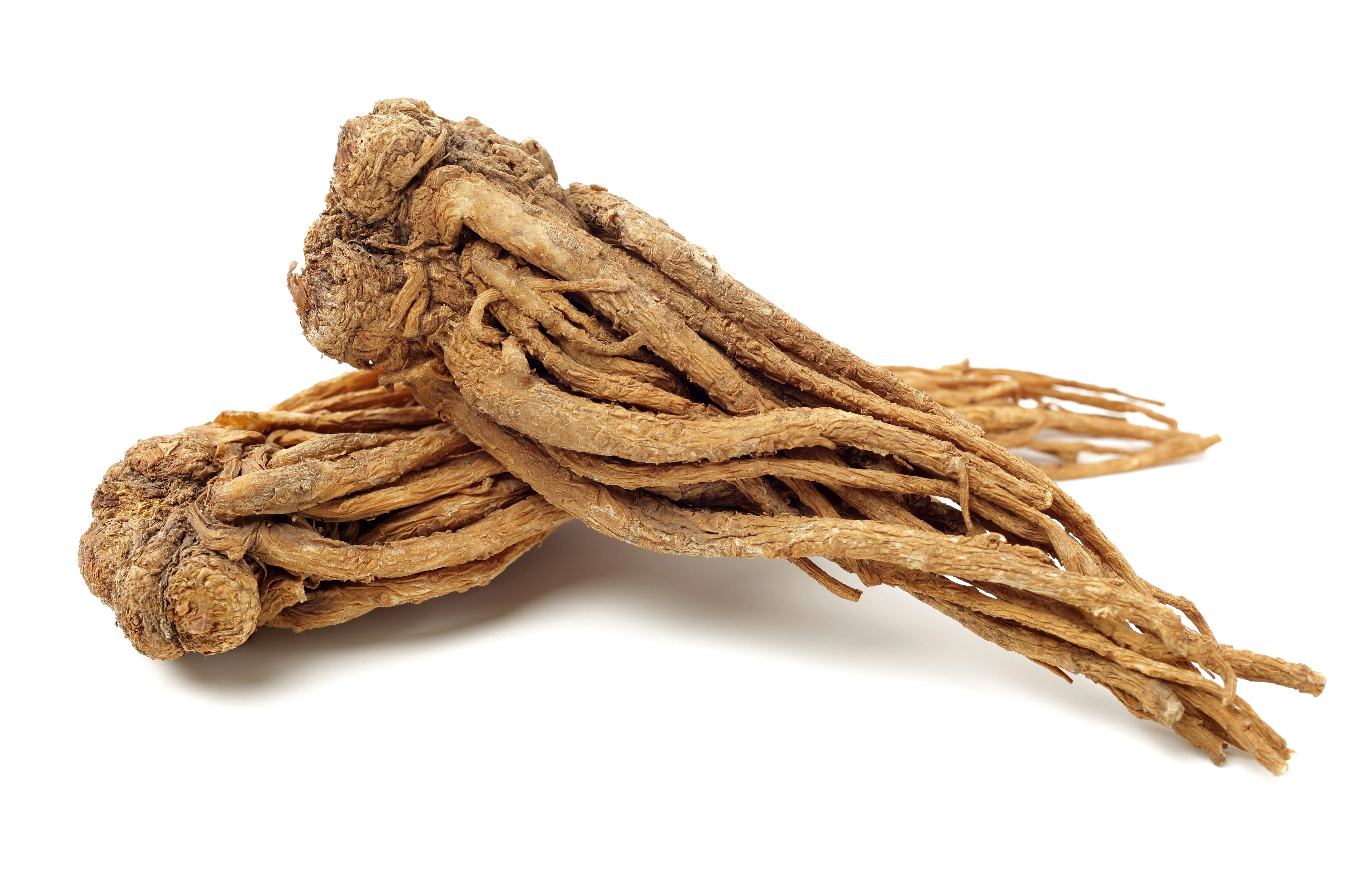 50 FEMALE GINSENG Dong Quai Chinese Angelica Sinensis Herb White Flower Seeds - Image 7