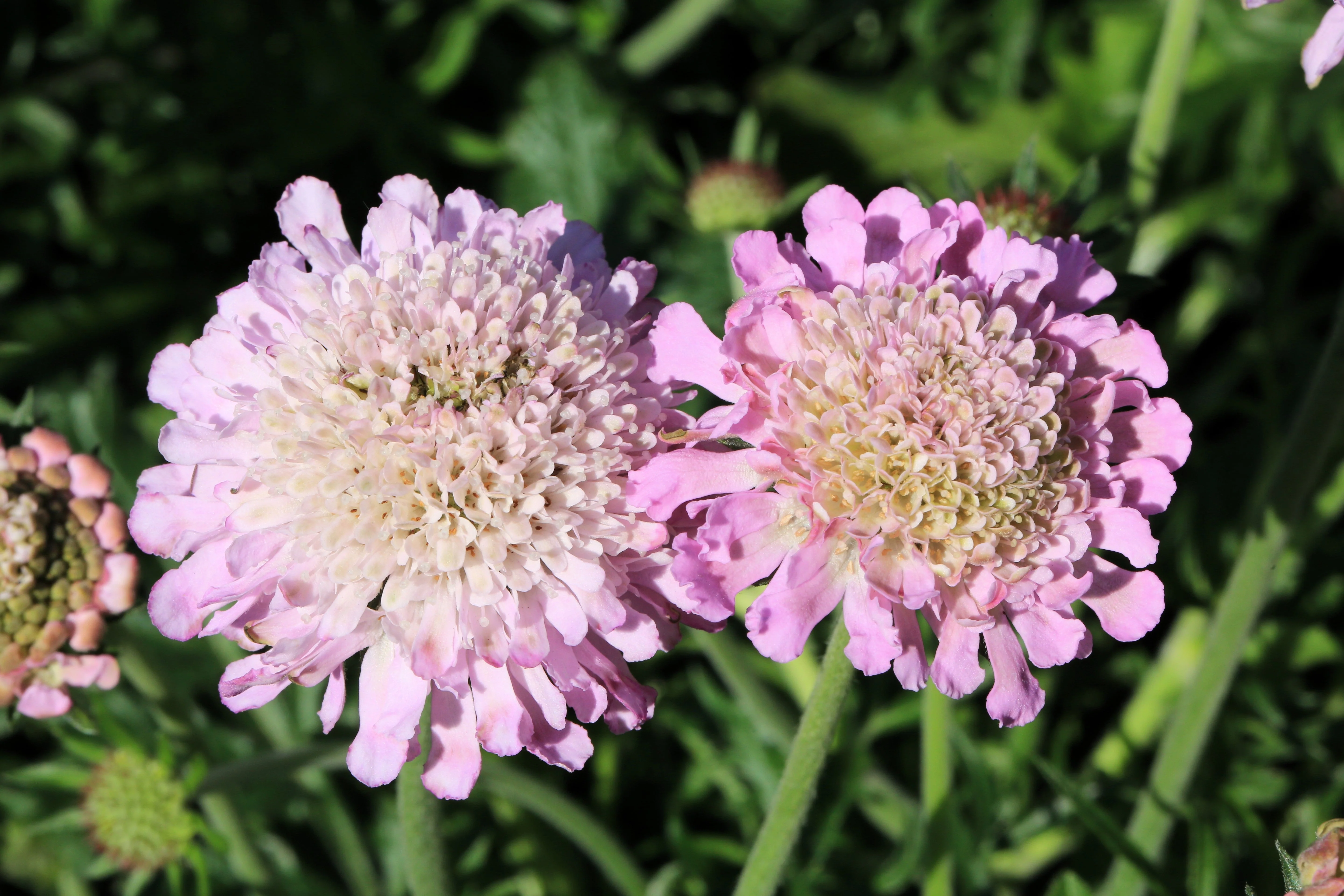 50 FINEST MIXED Colors SCABIOSA (Mourning Bride / Pin Cushion) Scabiosa Atropurpurea Flower Seeds - Image 11