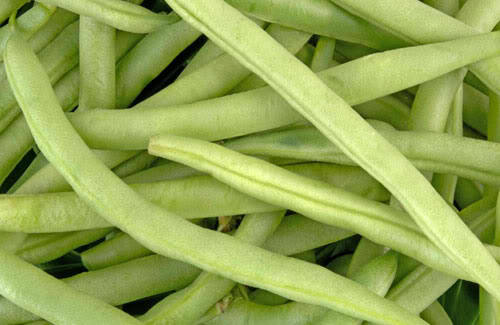 50 FRENCH Blue Lake POLE BEAN Phaseolus Vulgaris Vegetable Seeds - Image 5