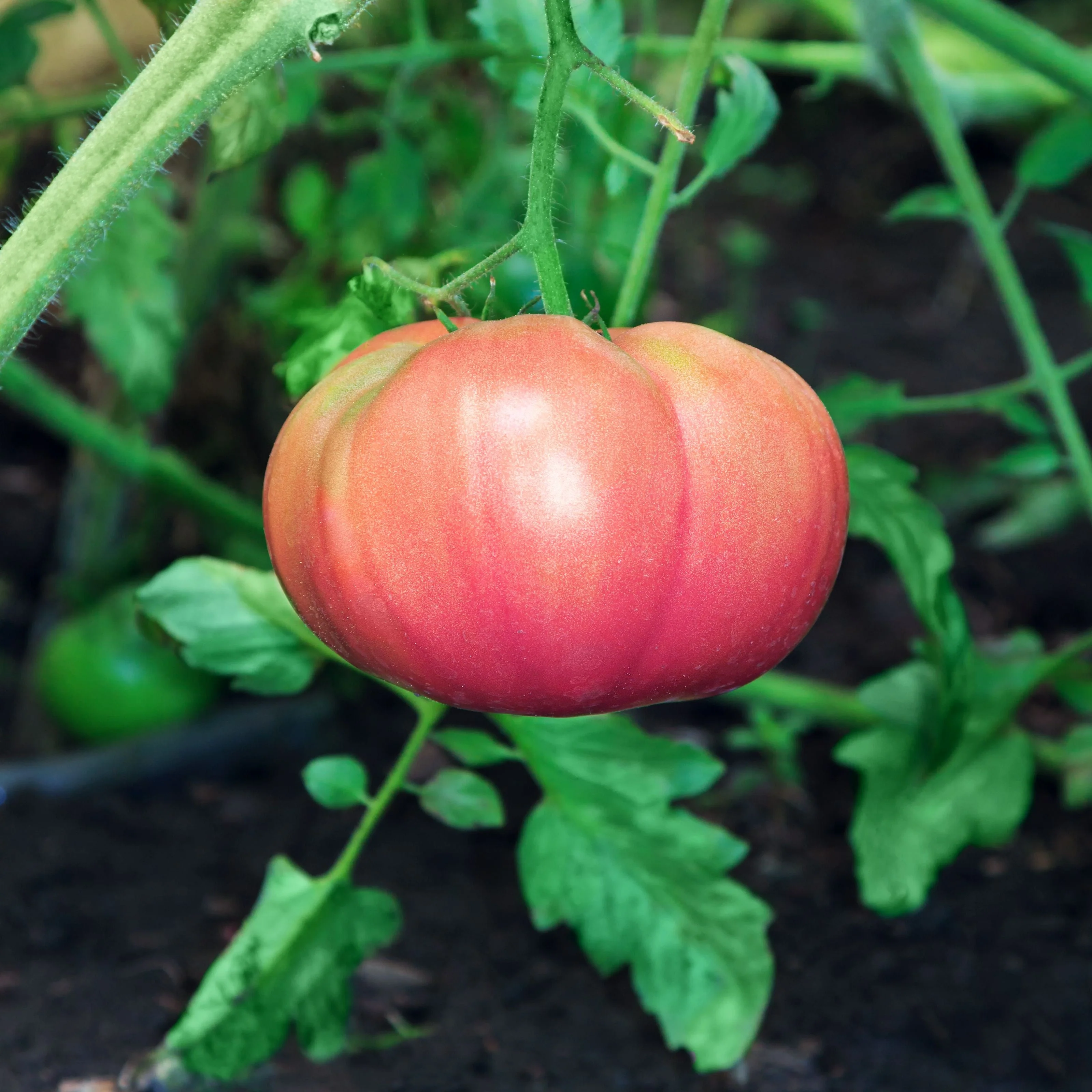 50 Giant BELGIAN PINK TOMATO Huge Pink Skin Lycopersicon Fruit Vegetable Seeds - Image 8
