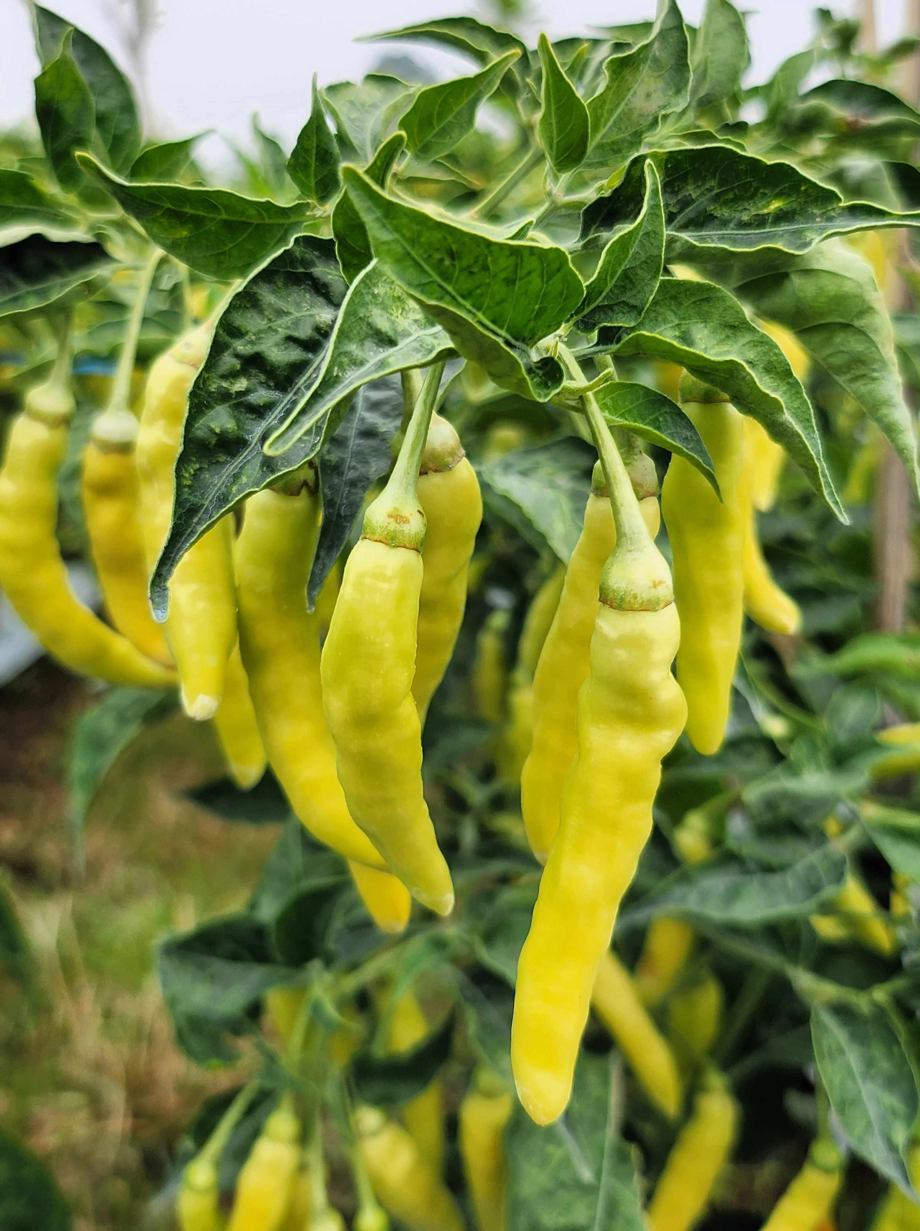 50 GOLDEN CAYENNE PEPPER Hot Yellow Capsicum Annuum Vegetable Seeds - Image 5