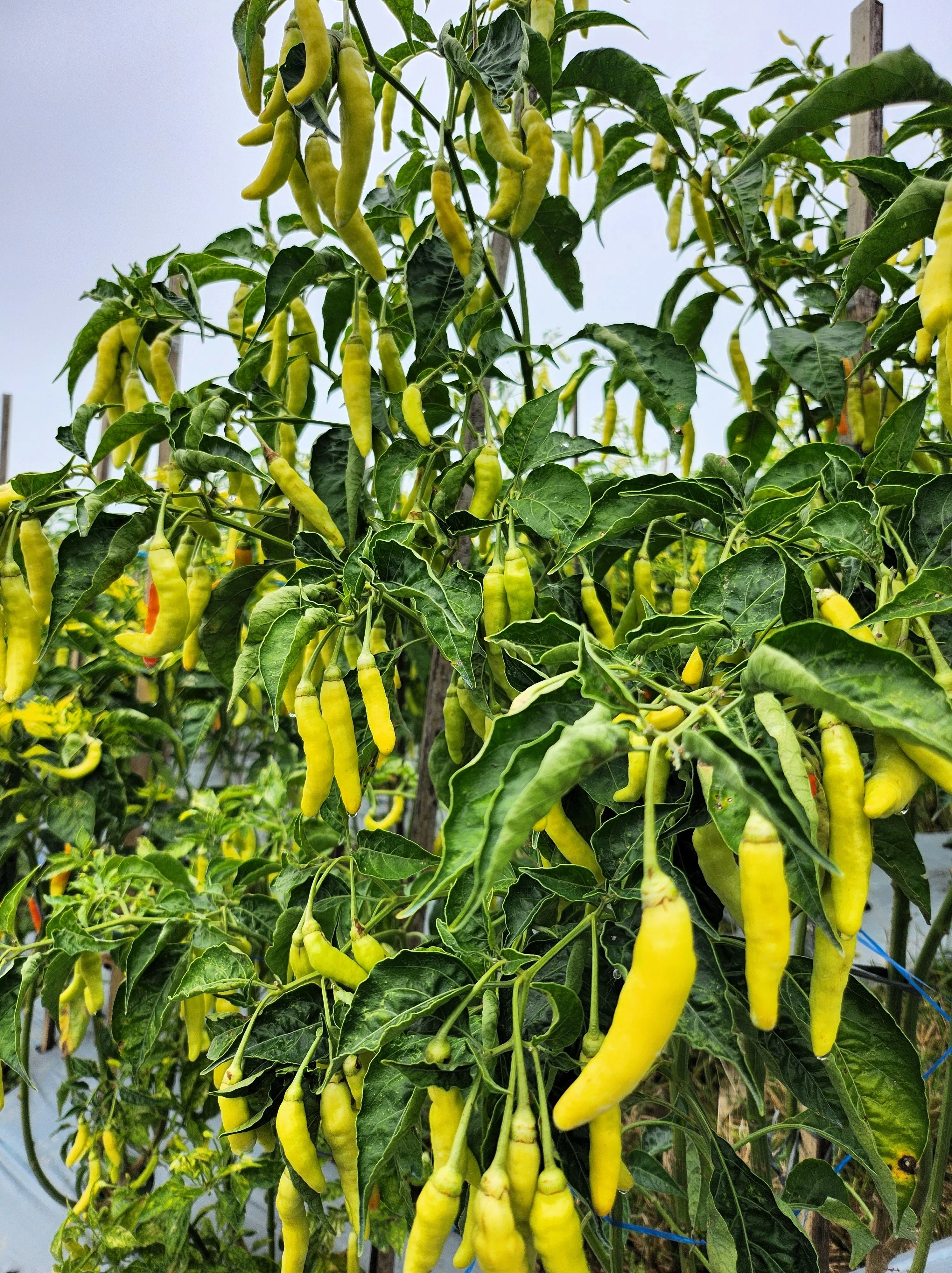 50 GOLDEN CAYENNE PEPPER Hot Yellow Capsicum Annuum Vegetable Seeds - Image 6