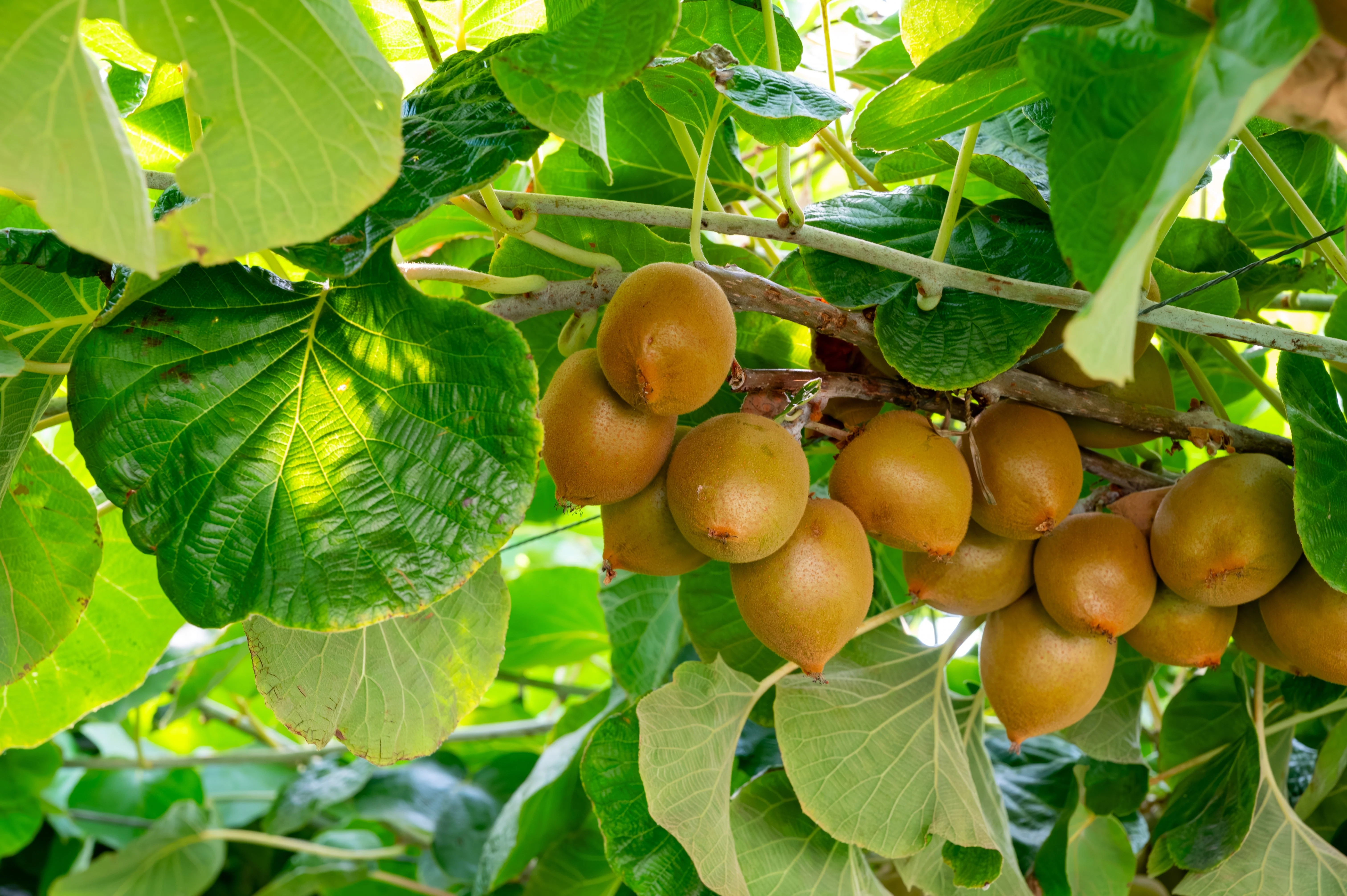 50 GOLDEN KIWI FRUIT Yellow Actinidia Chinensis Kiwifruit Chinese Gooseberry Flower Vine Seeds - Image 3