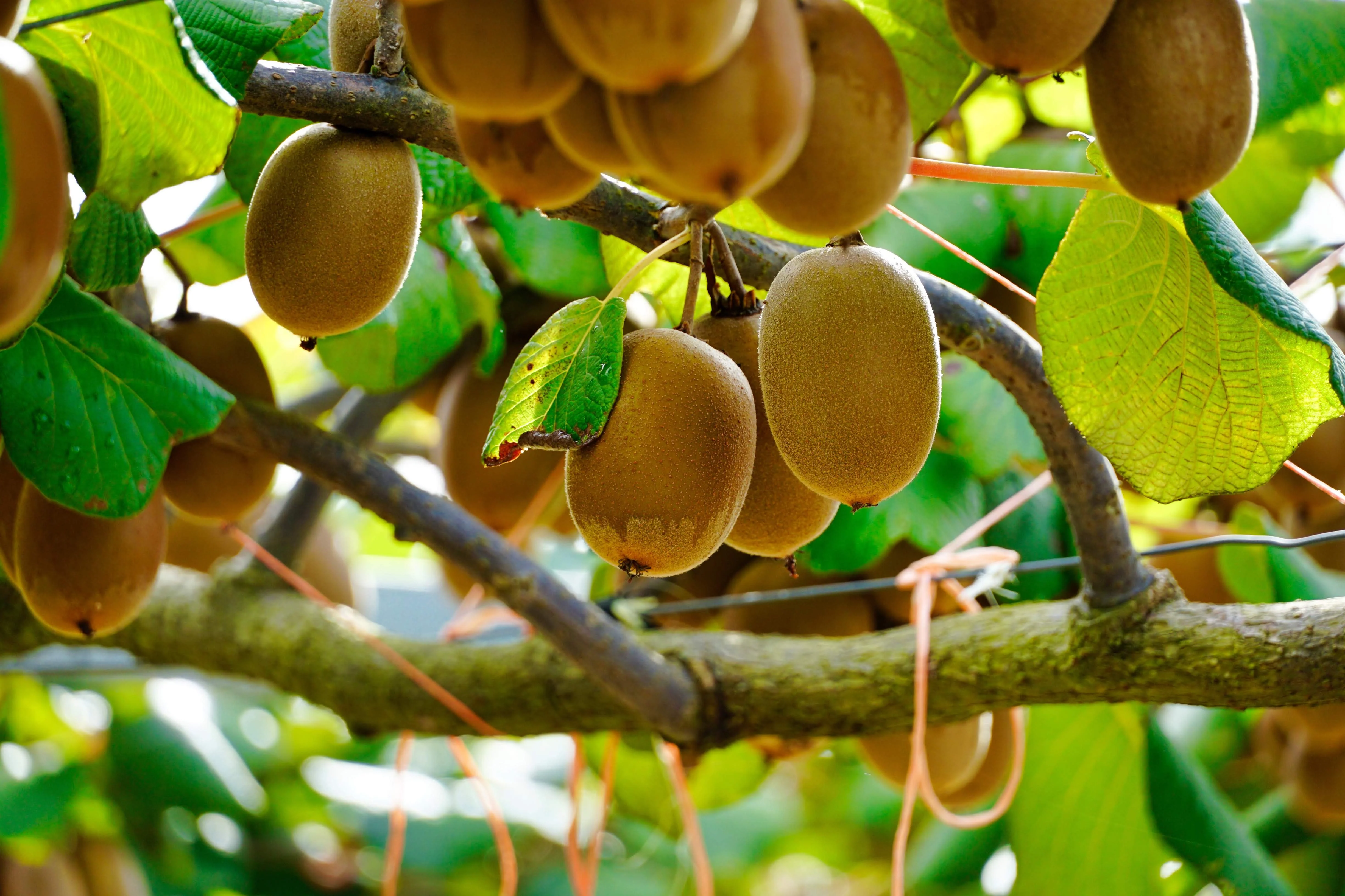 50 GOLDEN KIWI FRUIT Yellow Actinidia Chinensis Kiwifruit Chinese Gooseberry Flower Vine Seeds - Image 4