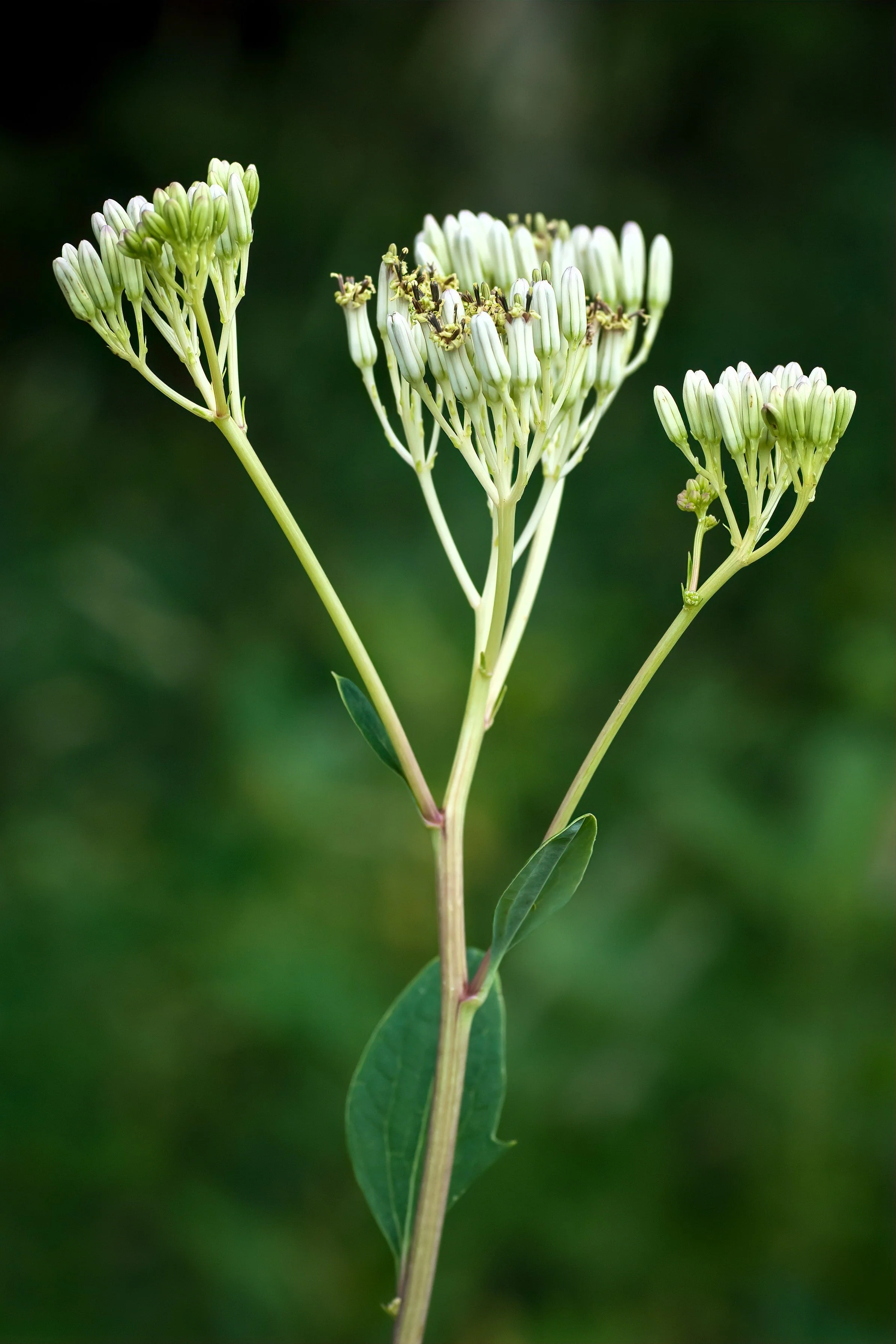 50 GREAT INDIAN PLANTAIN Cacalia Muhlenbergii White Flower Seeds - Image 3