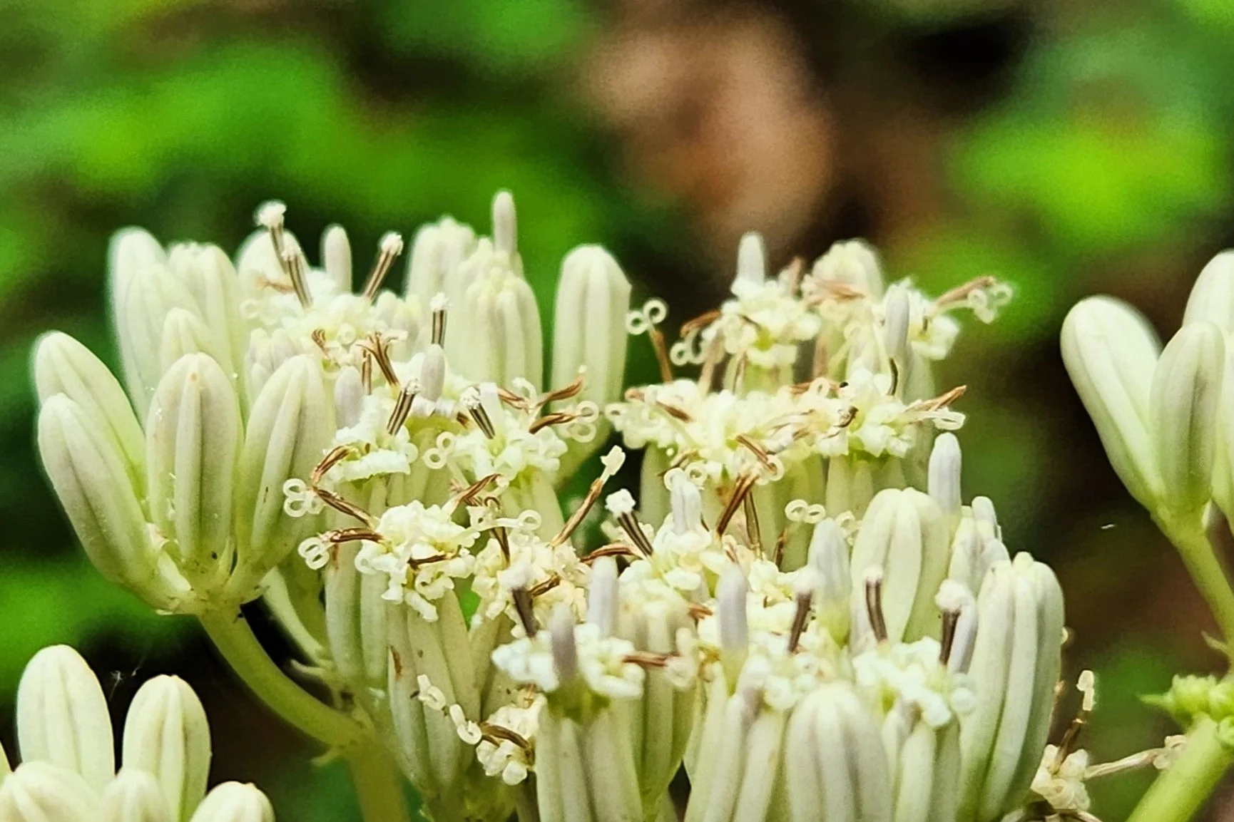 50 GREAT INDIAN PLANTAIN Cacalia Muhlenbergii White Flower Seeds - Image 4