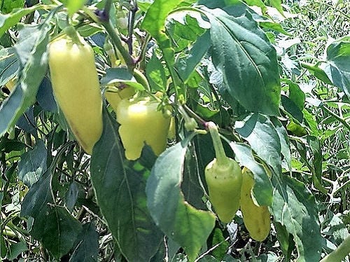 50 GREEK GOLDEN PEPPER Pepperoncini Gold Yellow Capsicum Annuum Vegetable Seeds - Image 5