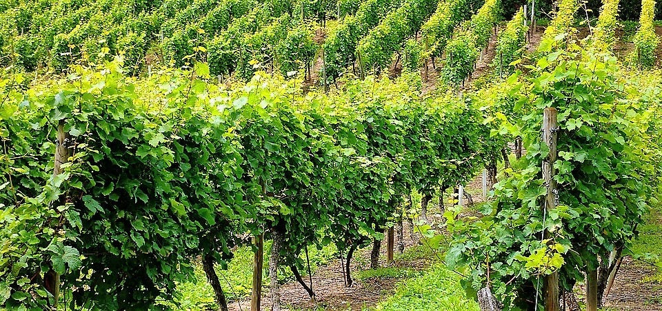 50 GREEN (Dessert / Table) GRAPE Vitis Vinifera Fruit Vine Seeds - Image 3