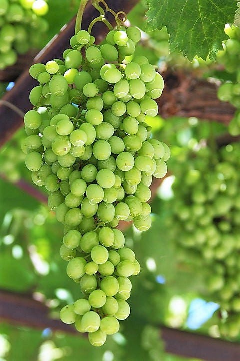 50 GREEN (Dessert / Table) GRAPE Vitis Vinifera Fruit Vine Seeds - Image 4