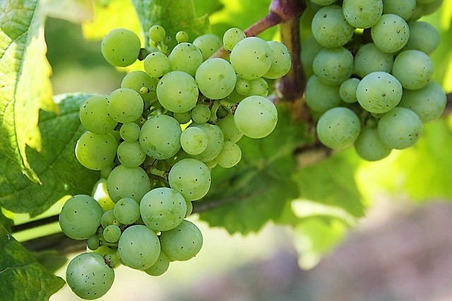 50 GREEN (Dessert / Table) GRAPE Vitis Vinifera Fruit Vine Seeds - Image 6