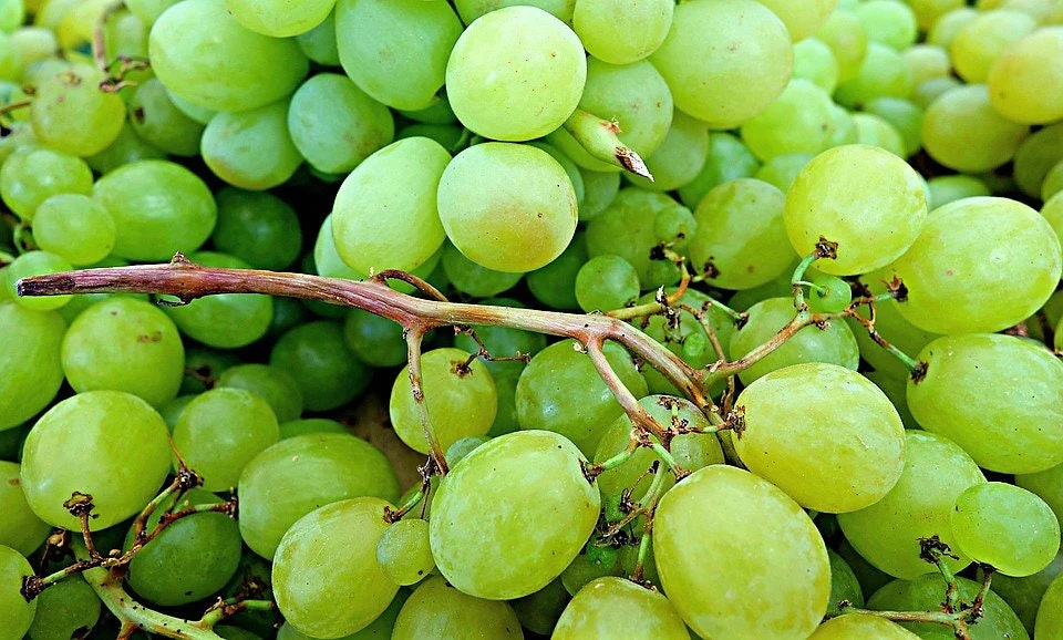50 GREEN (Dessert / Table) GRAPE Vitis Vinifera Fruit Vine Seeds - Image 8
