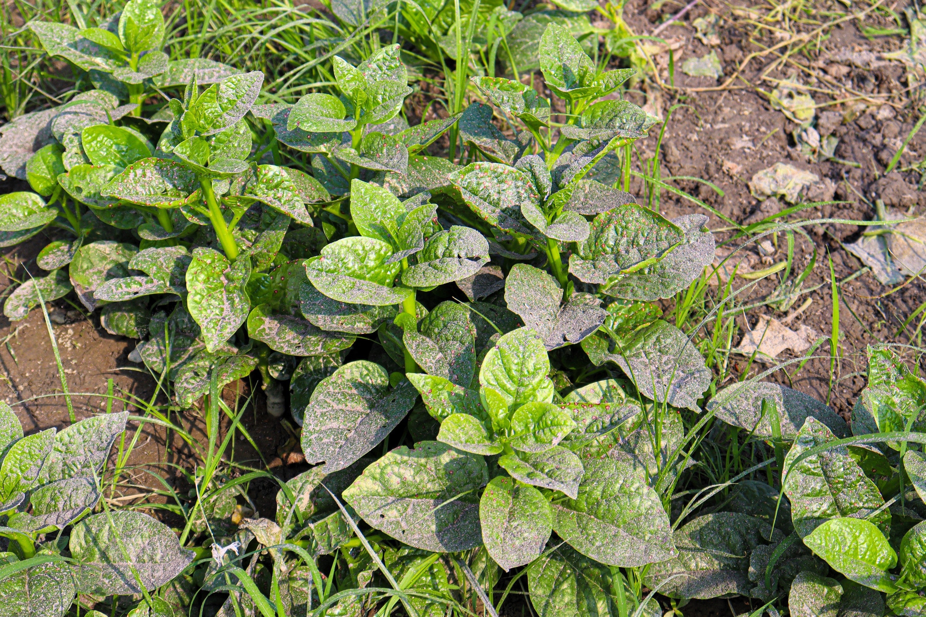 50 GREEN VINES SUPREME MALABAR SPINACH Ceylon Basella Alba Vegetable Seeds - Image 3