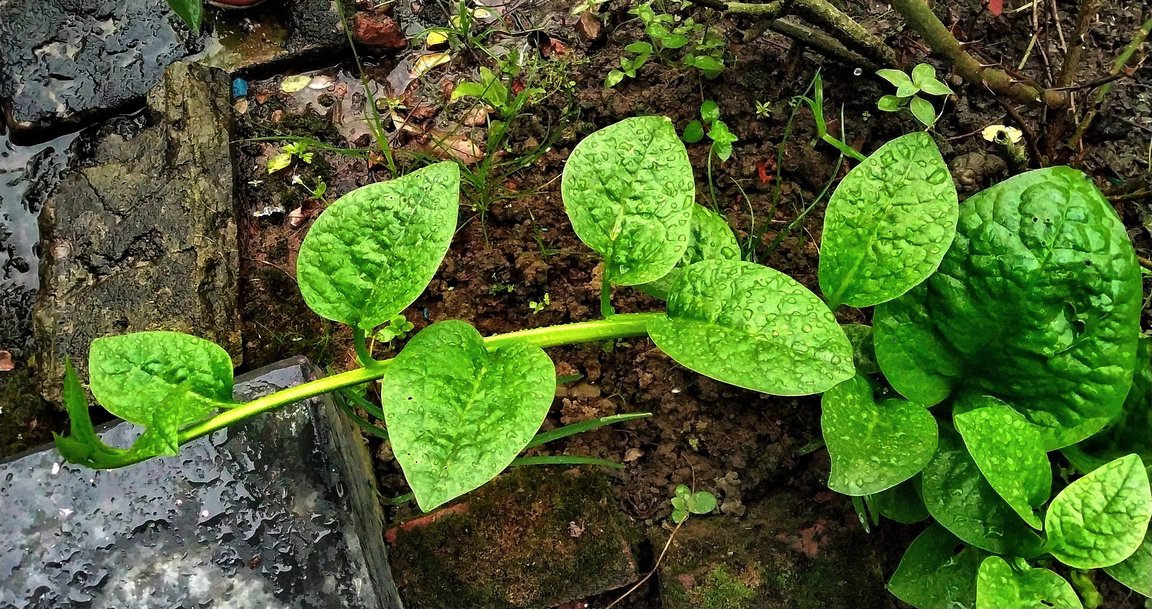 50 GREEN VINES SUPREME MALABAR SPINACH Ceylon Basella Alba Vegetable Seeds - Image 9