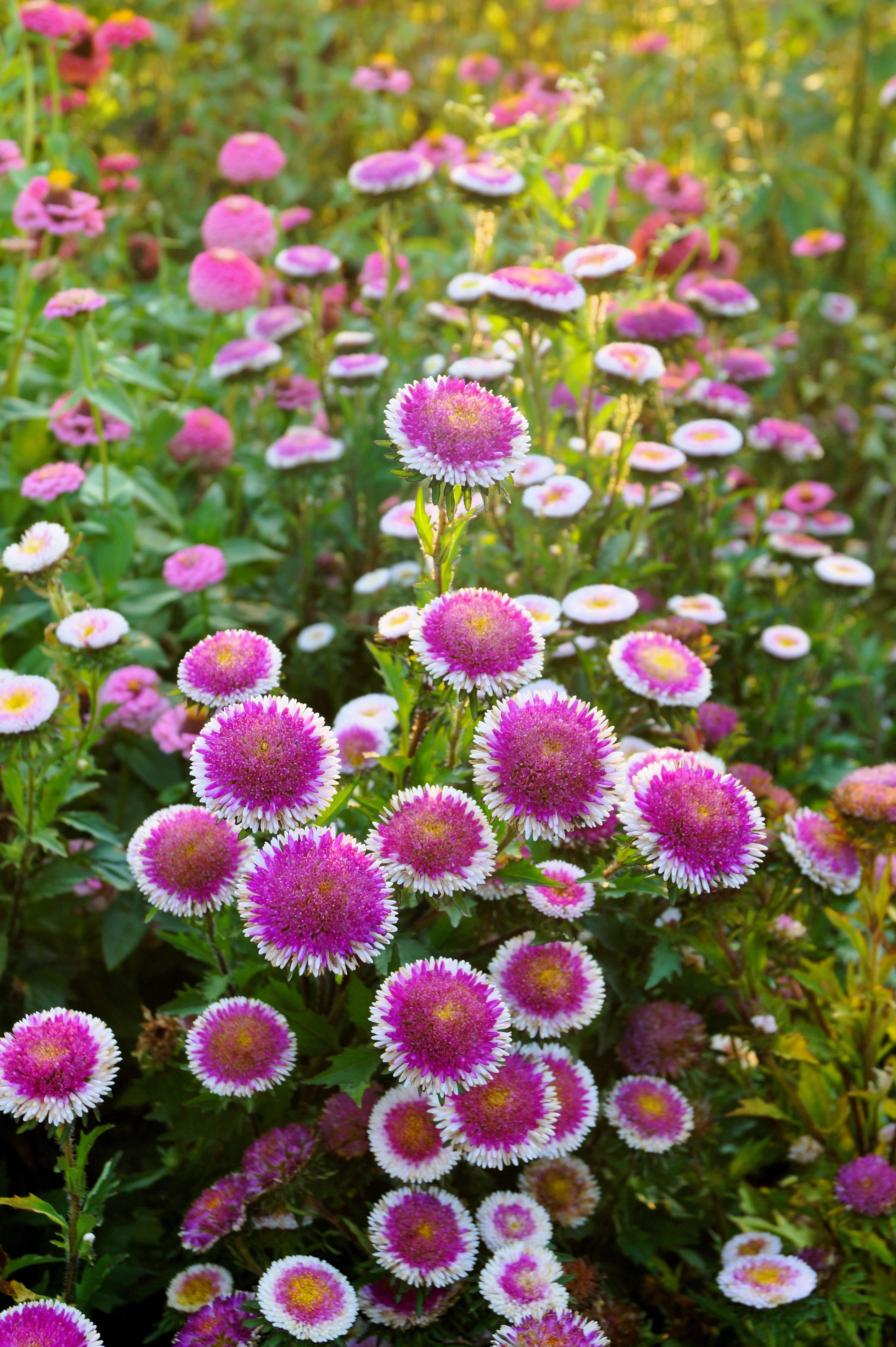 50 HI No MARU ASTER Double Red & White Callistephus Pompon Flower Seeds - Image 2