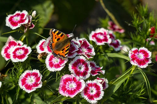 50 HOLBORN GLORY DIANTHUS Barbatus Red & White Sweet William Flower Seeds - Image 2
