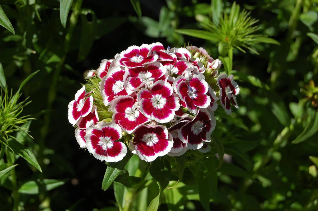 50 HOLBORN GLORY DIANTHUS Barbatus Red & White Sweet William Flower Seeds - Image 4