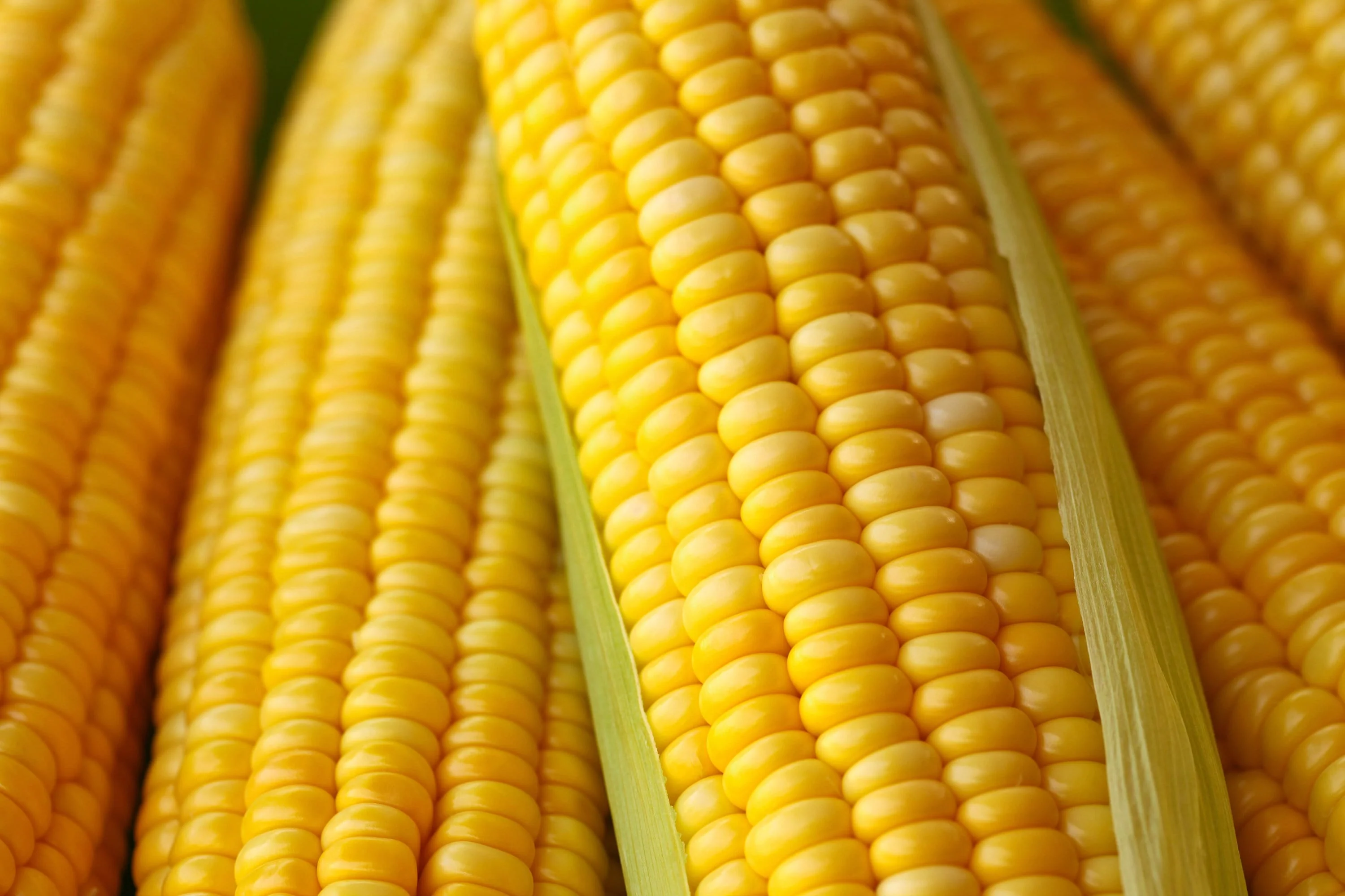 50 HONEY SELECT CORN Sweet Yellow S.E. Sh2 Zea Mays Vegetable Seeds - Image 2