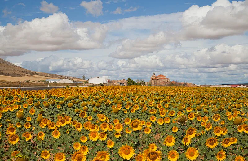 50 HOPI COMMON SUNFLOWER Helianthus Annuus Flower Seeds - Image 3