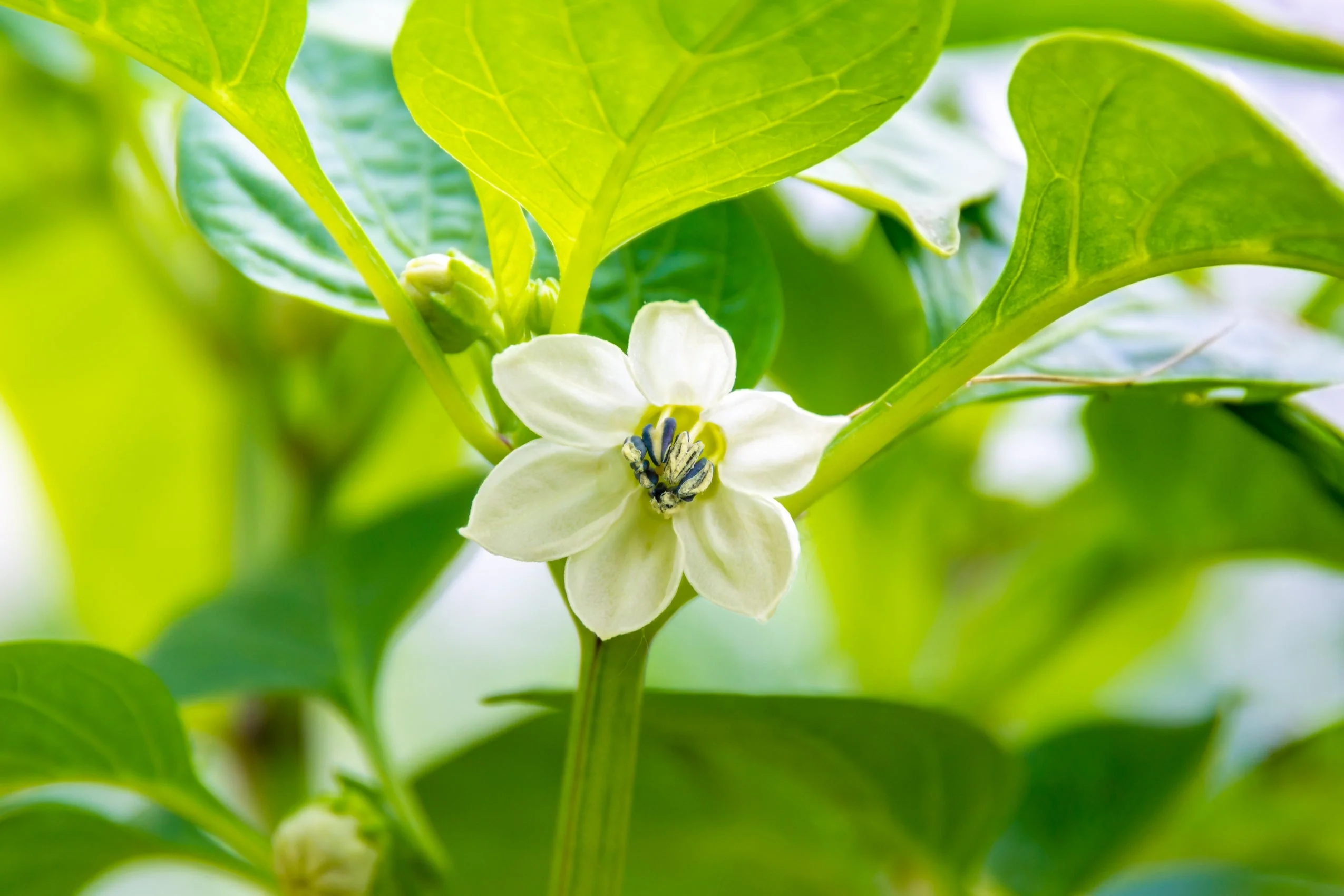 50 Hot WHITE HABANERO PEPPER Capsicum Chinense Vegetable Seeds - Image 4
