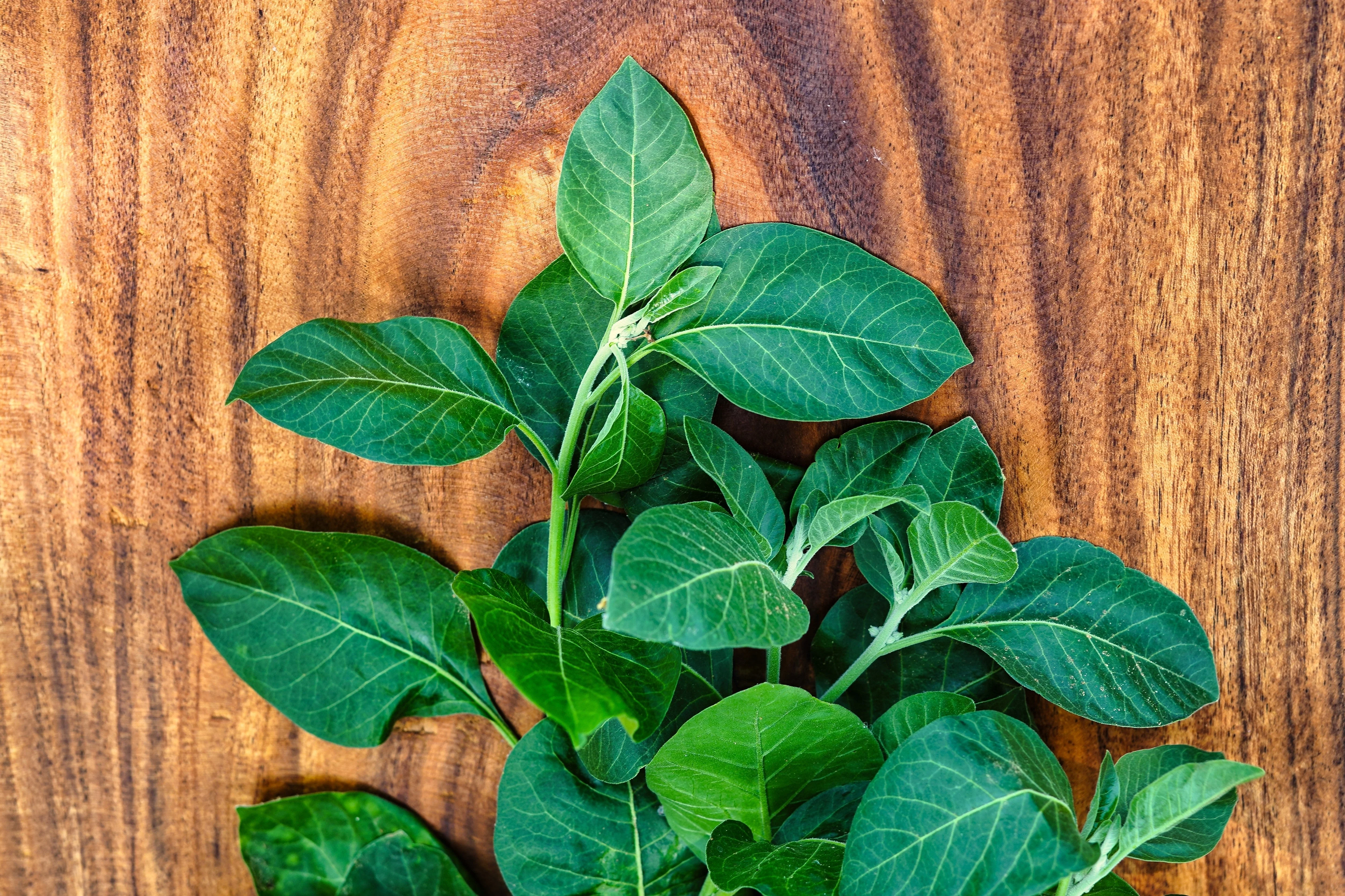 50 INDIAN GINSENG Withania Somnifera Ashwaganda Herb Flower Seeds - Image 5
