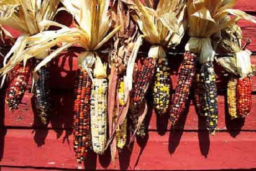 50 Indian MINI MIX CORN Miniature 4" Ears Ornamental Zea Mays Vegetable Seeds - Image 10