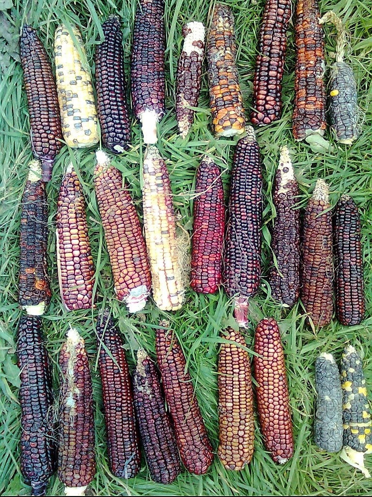 50 Indian MINI MIX CORN Miniature 4" Ears Ornamental Zea Mays Vegetable Seeds - Image 4