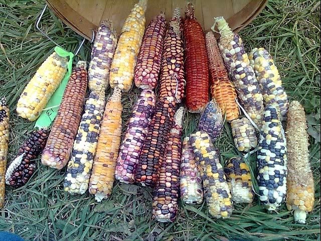 50 Indian MINI MIX CORN Miniature 4" Ears Ornamental Zea Mays Vegetable Seeds - Image 9