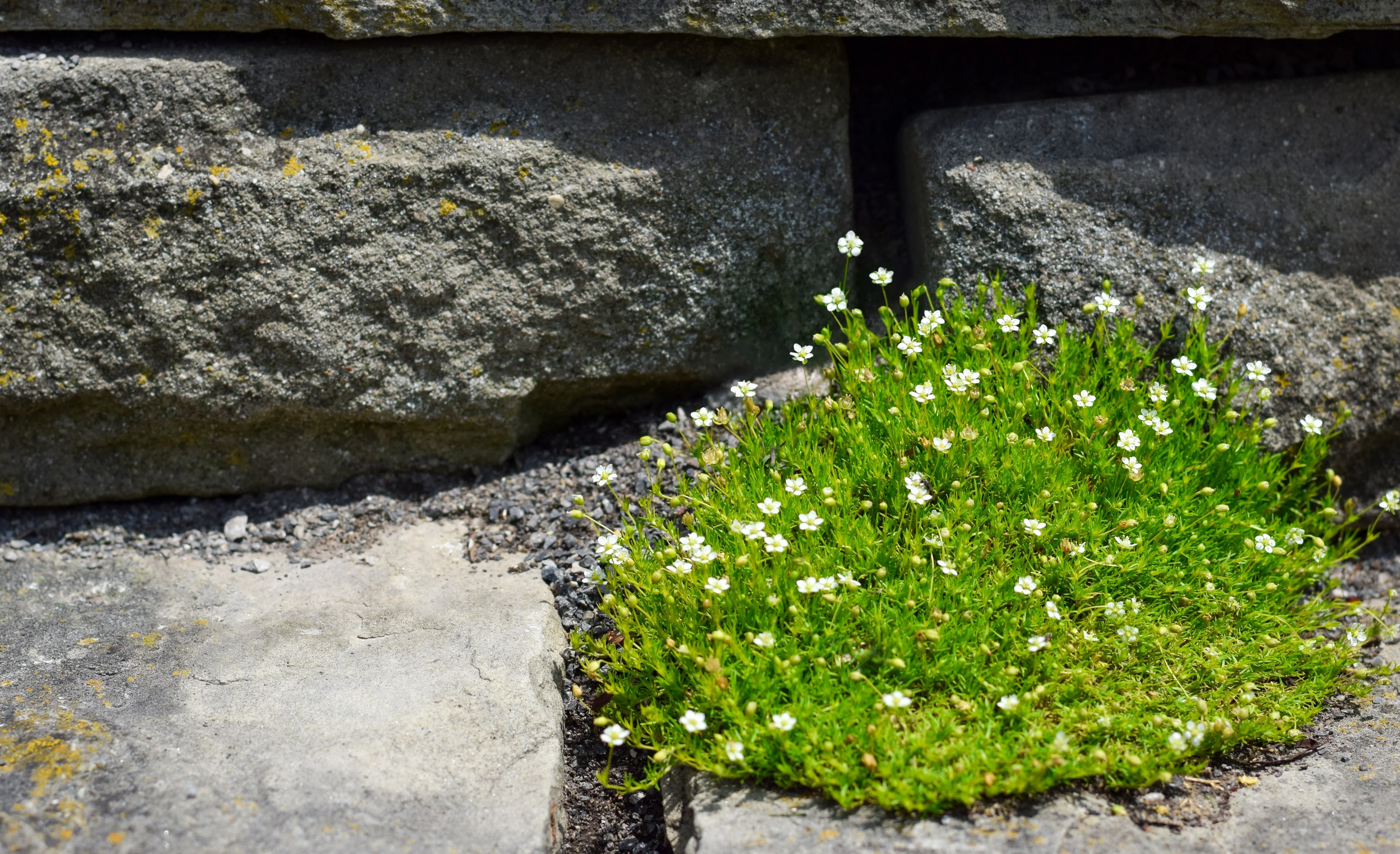 50 IRISH MOSS Groundcover Heath Pearlwort Sagina Subulata White Flower Seeds - Image 7