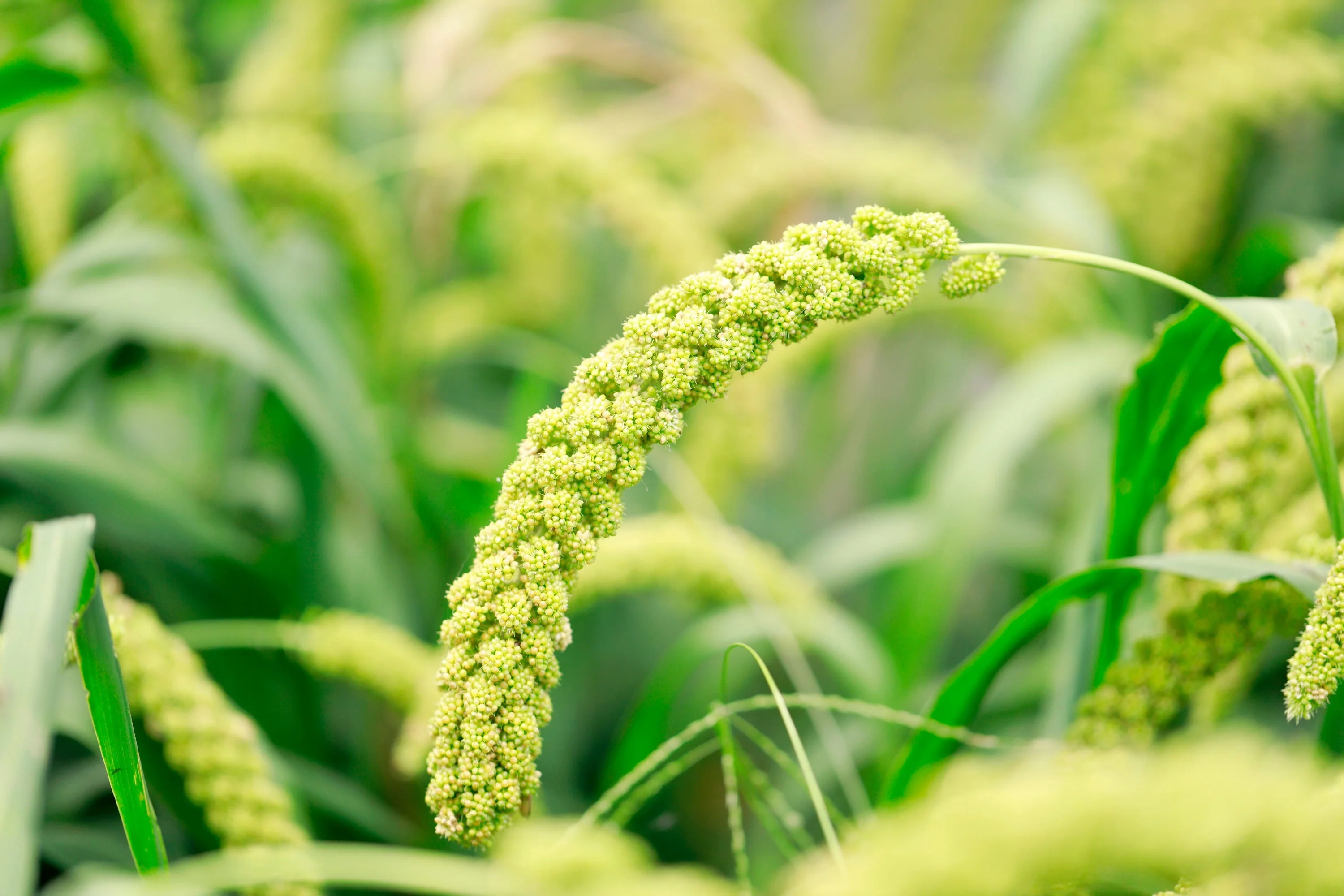 50 LIMELIGHT SPRAY MILLET Light Lime Green Flower Setaria Italica Grass Seeds - Image 7