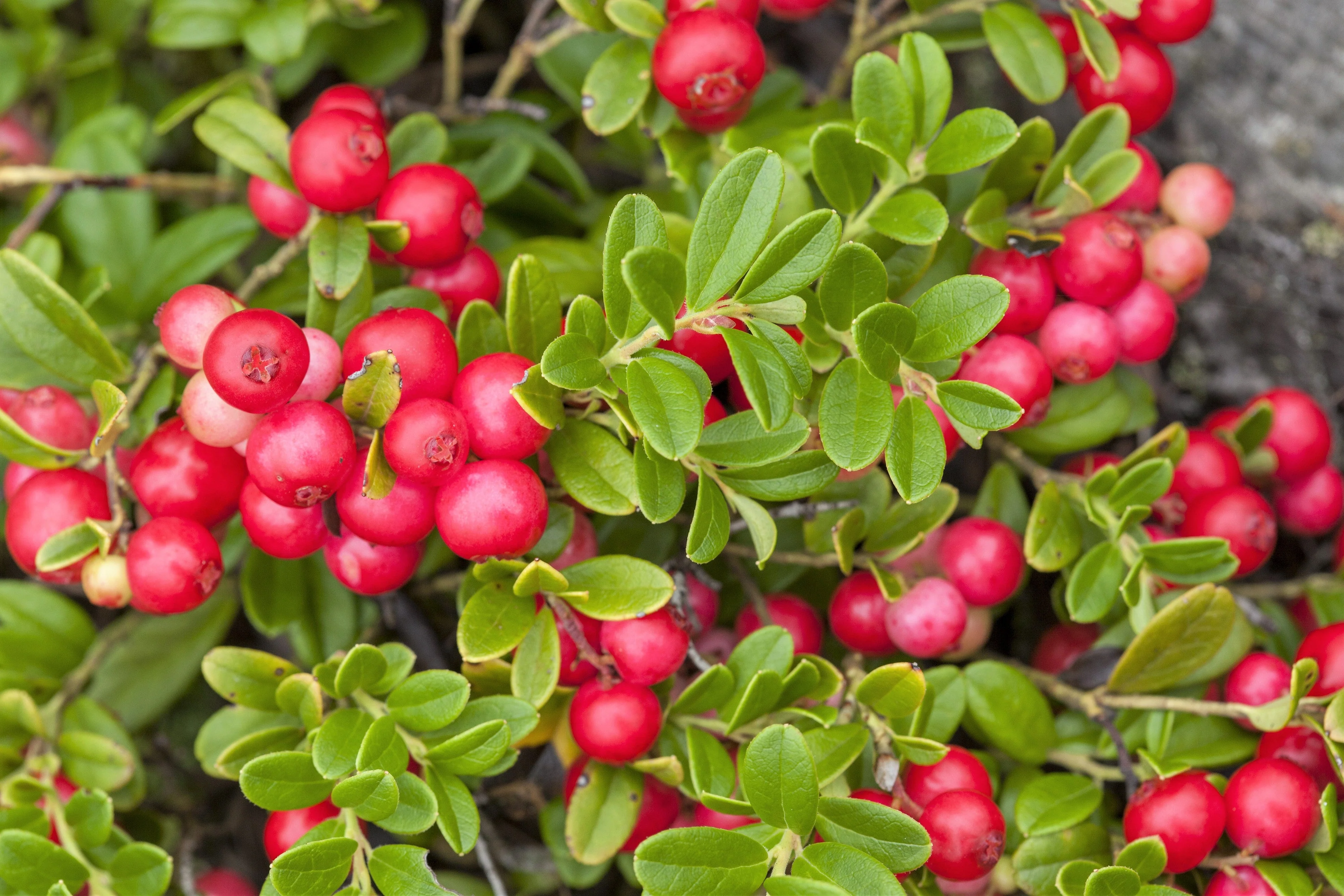 50 LINGONBERRY Mountain Cranberry Vaccinium Vitis-Idea Red Berry Edible Fruit Dwarf Evergreen Shrub Seeds - Image 10