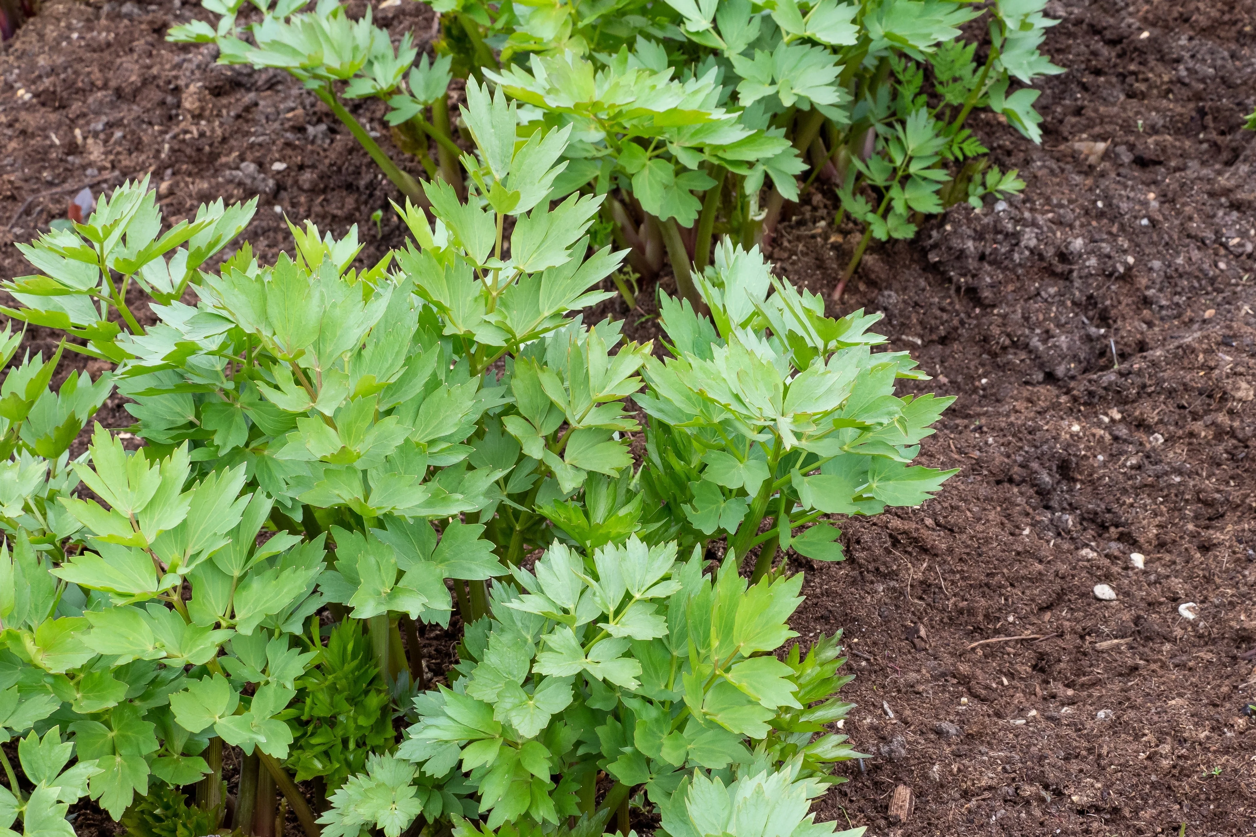 50 LOVAGE Levistucum Officinale - Flavor like celery & anise - Herb Flower Seeds - Image 7