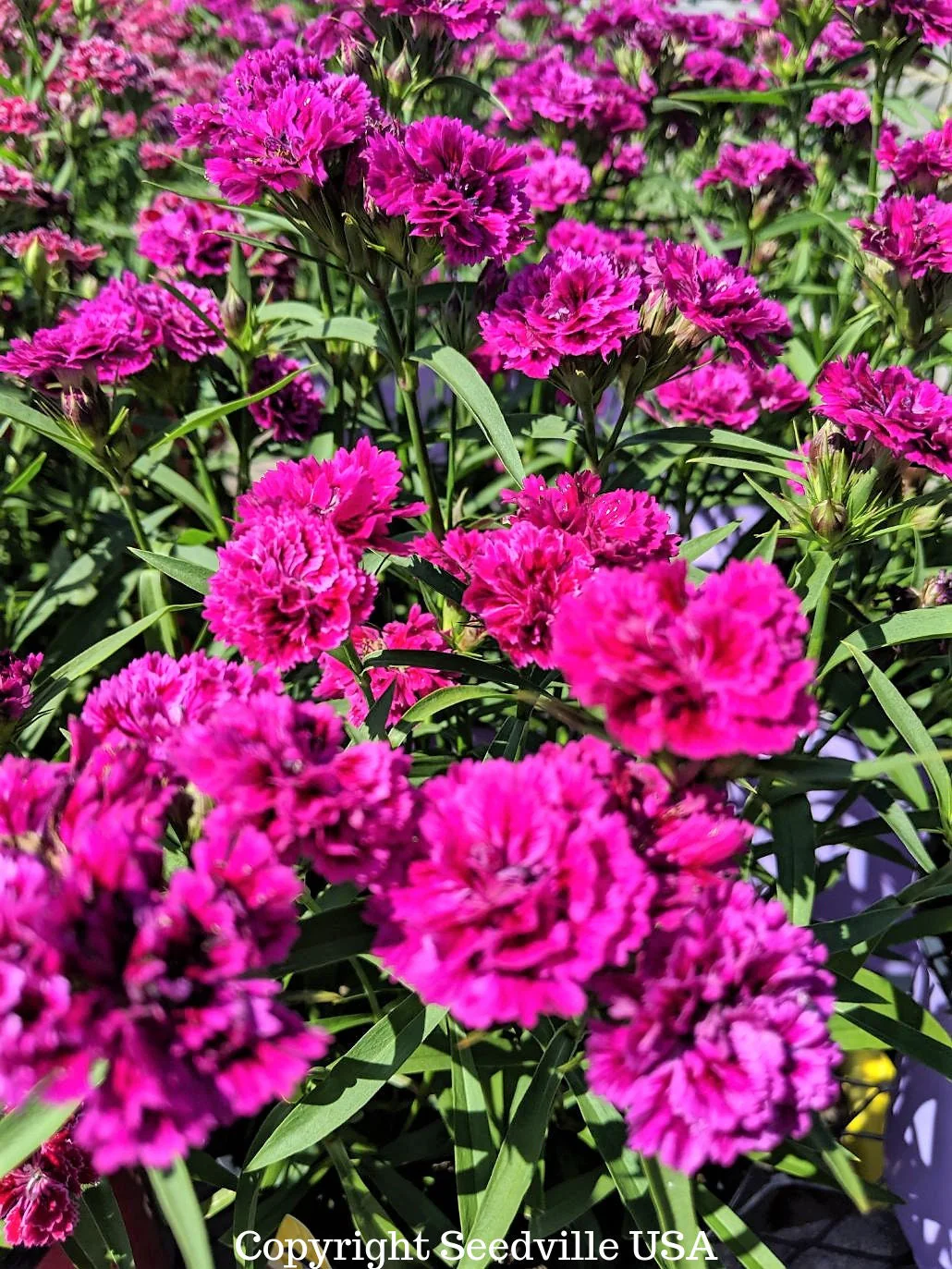50 MAGENTA CARNATION Dianthus Caryophyllus Chabaud Flower Seeds - Image 2