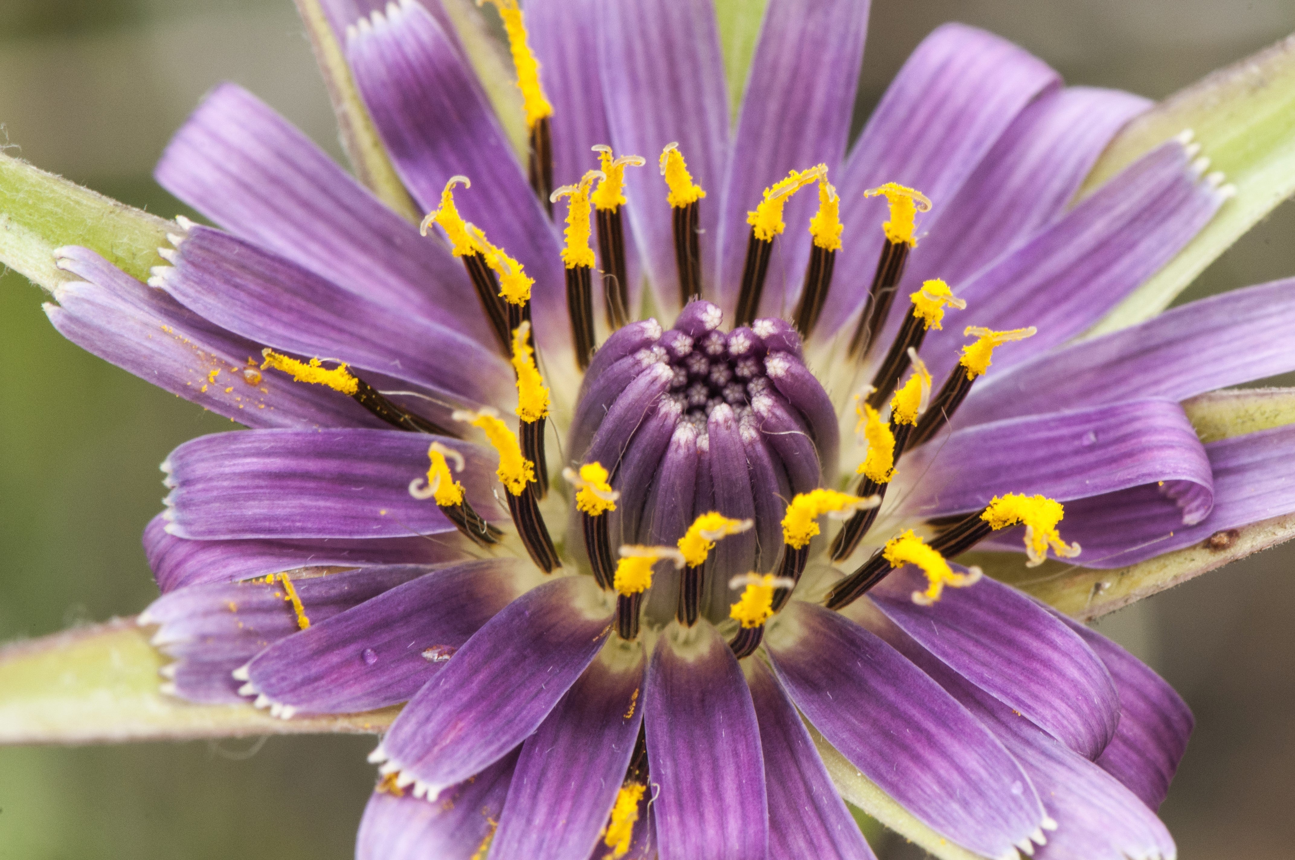 50 MAMMOTH Sandwich Island SALSIFY Tragopogon White Root Vegetable Oyster Flower Seeds - Image 4