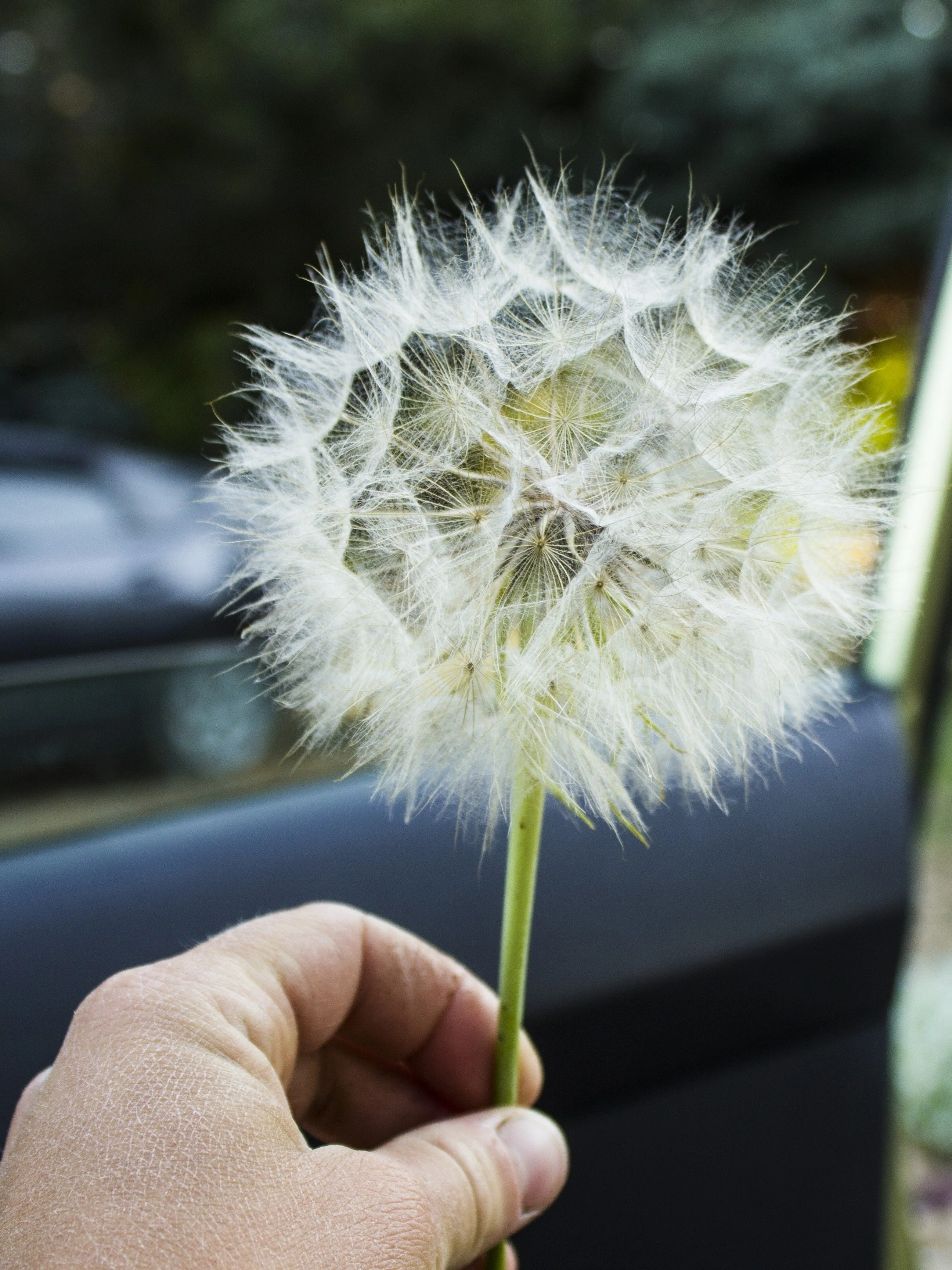 50 MAMMOTH Sandwich Island SALSIFY Tragopogon White Root Vegetable Oyster Flower Seeds - Image 8