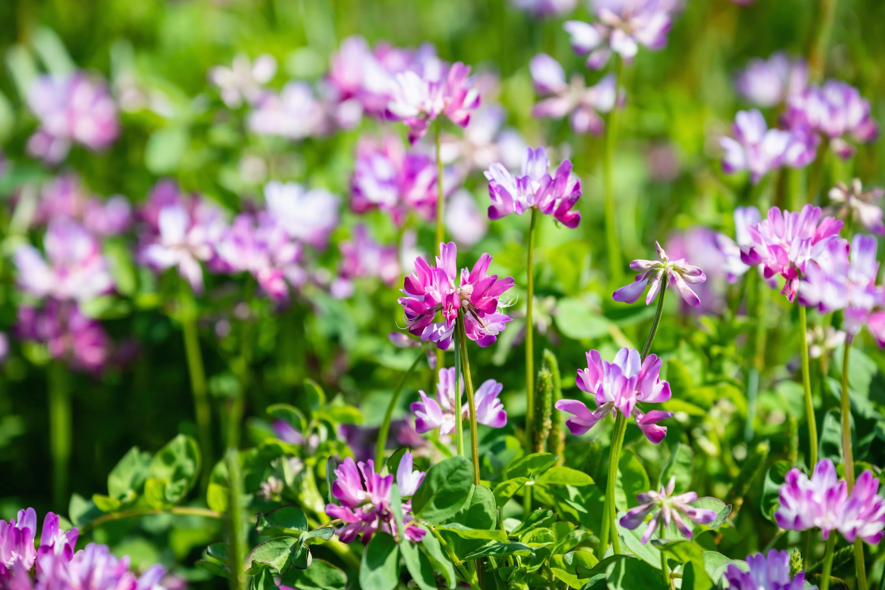 50 MILK VETCH Astragalus Sinicus Pink Purple Flower Ground Cover Legume Seeds - Image 9