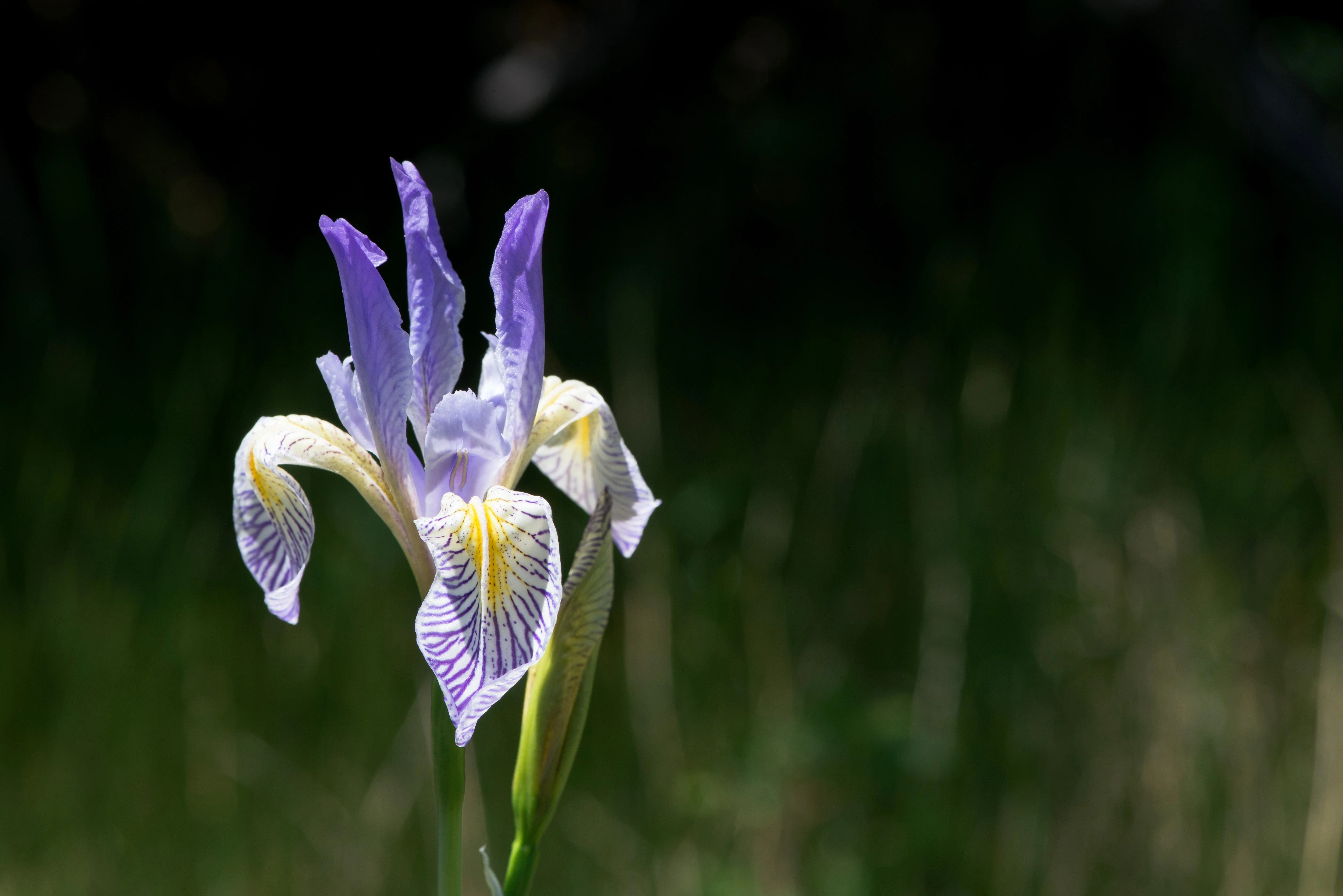 50 MISSOURI IRIS Missouriensis Rocky Mountain Blue Purple Yellow Flower Seeds - Image 4