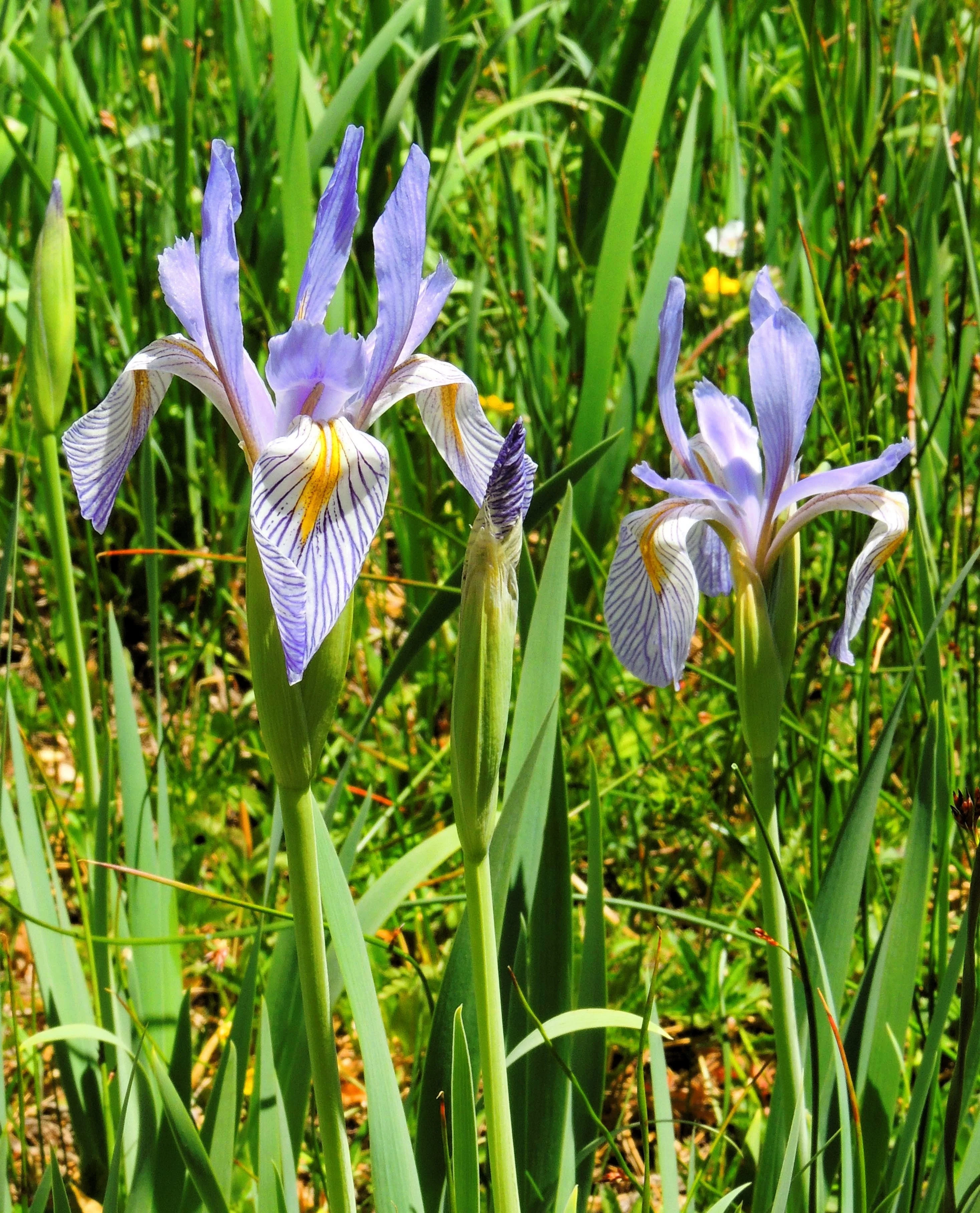 50 MISSOURI IRIS Missouriensis Rocky Mountain Blue Purple Yellow Flower Seeds - Image 9