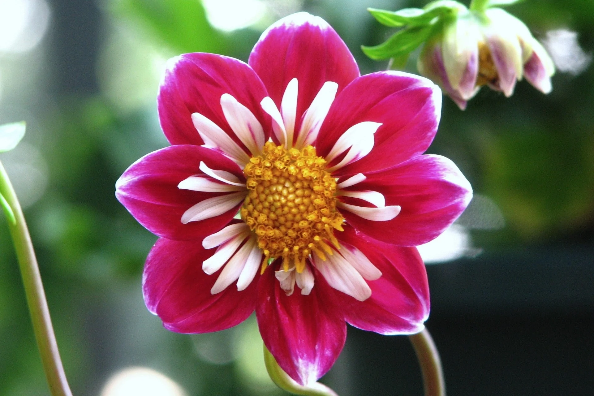 50 MIXED COLLARETTE DAHLIA Variabilis Two Tone Mix of Red Pink Purple White Yellow Maroon Peach Flower Seeds - Image 9