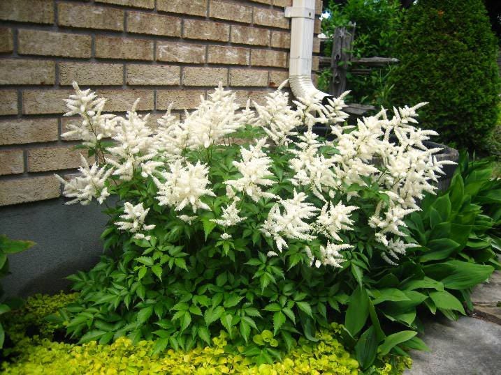 50 MIXED Colors ASTILBE BUNTER Astilbe Simplicifolia Shade Red White Purple Pink Flower Seeds - Image 5