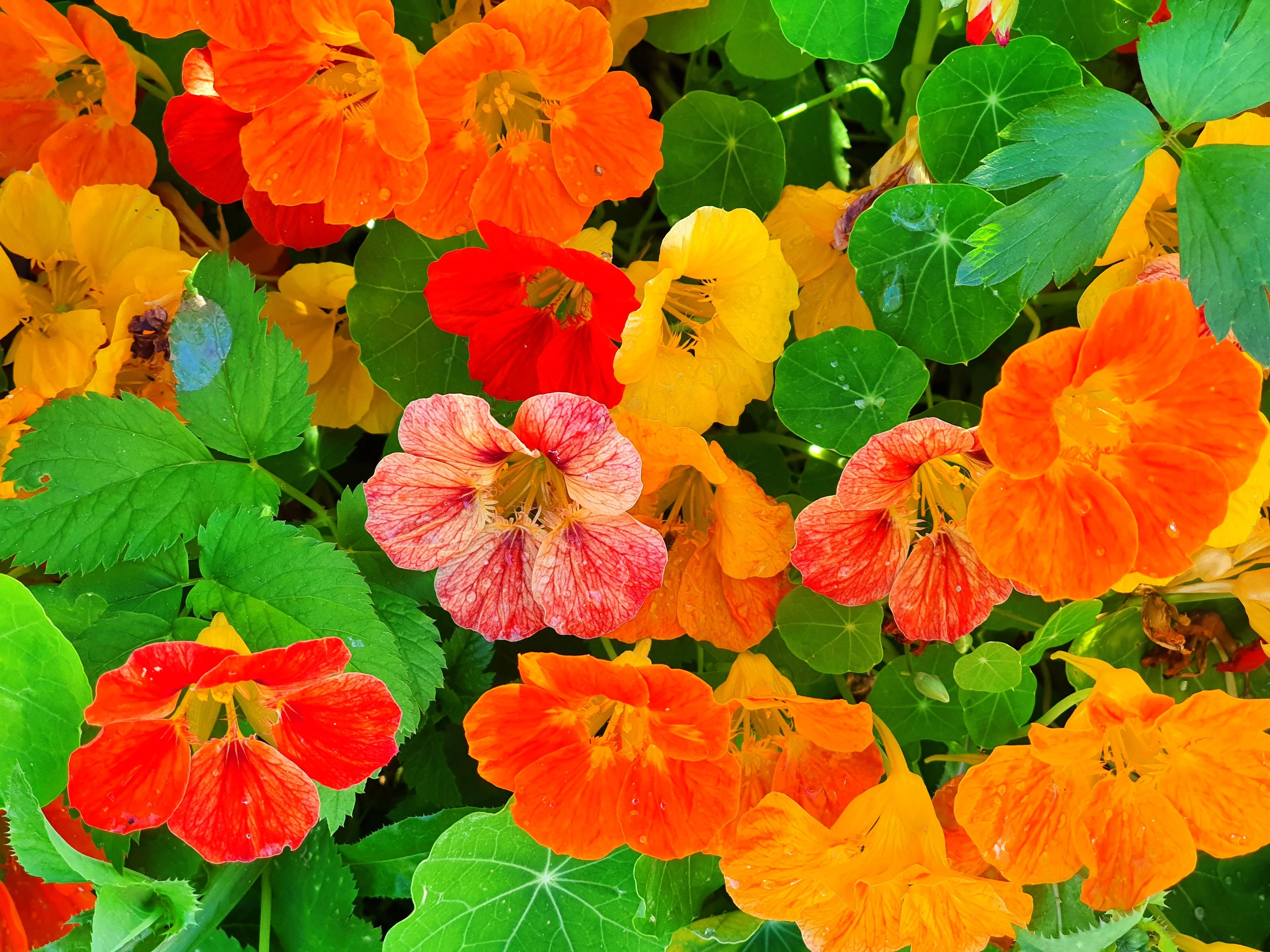 50 Mixed Colors DWARF JEWEL NASTURTIUM Tropaeolum Minus Flower Seeds - Image 3