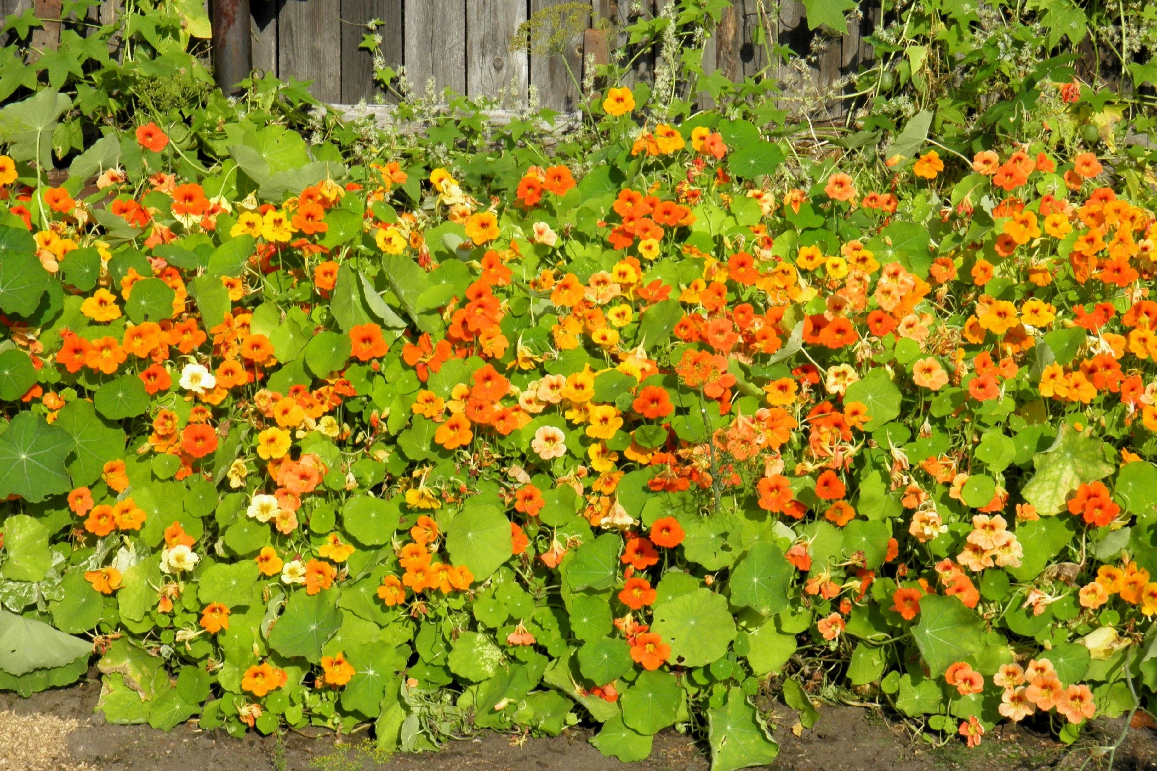 50 Mixed Colors DWARF JEWEL NASTURTIUM Tropaeolum Minus Flower Seeds - Image 6